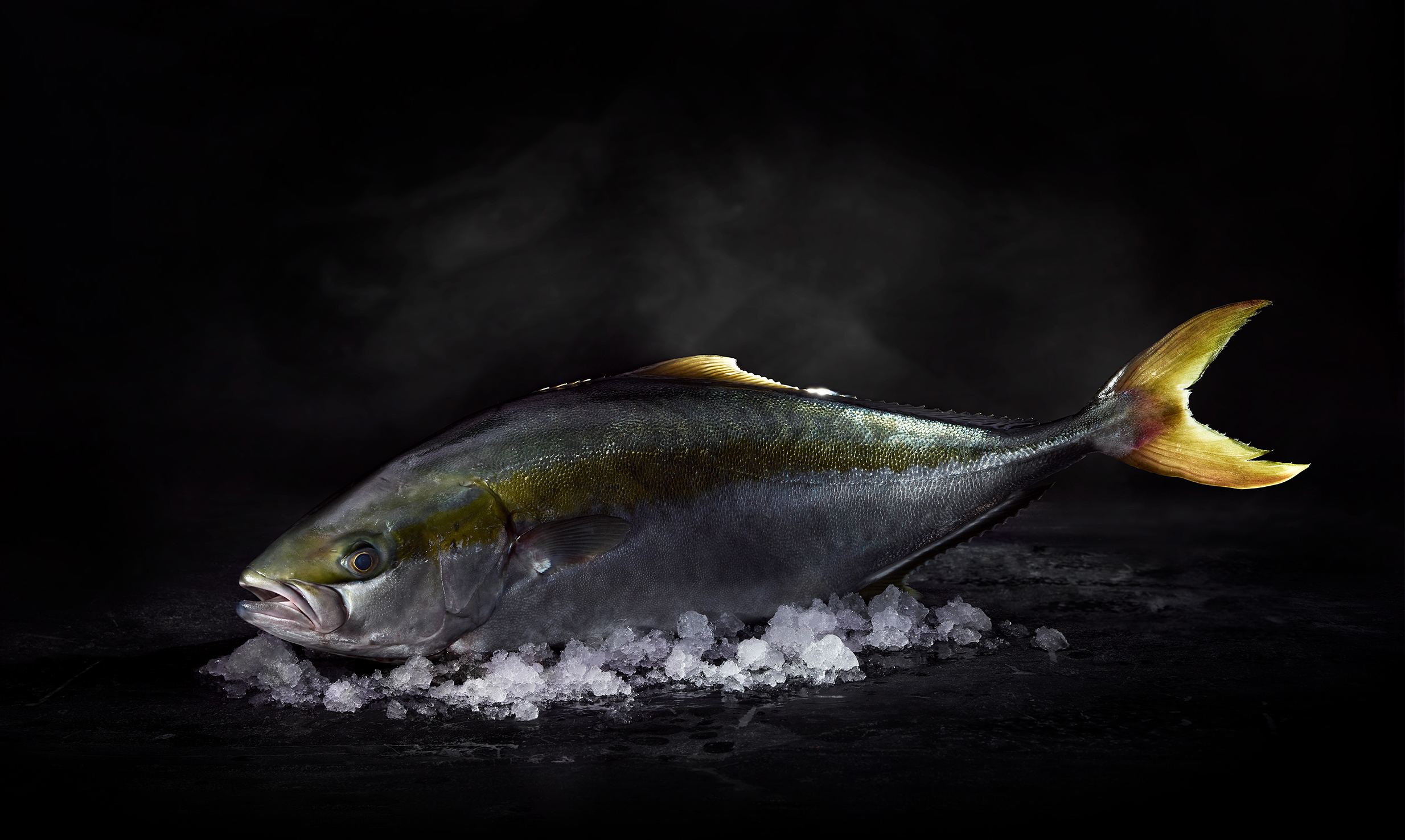 Nordic Kingfish