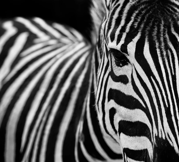 Portrait artistique d’un zèbre en noir et blanc, en illustration de mon article de fond sur les profils HPI et les clés pour mieux les manager et favoriser leur épanouissement professionnel.
