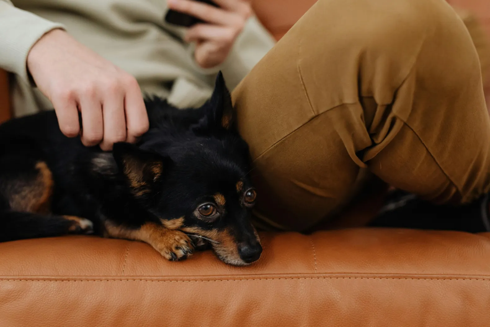 petting dog stock image