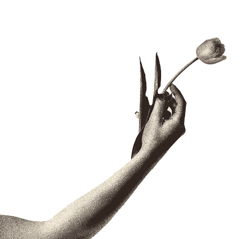 Cut out of an arm and hand holding a tulip flower with two leaves against a transparent background.