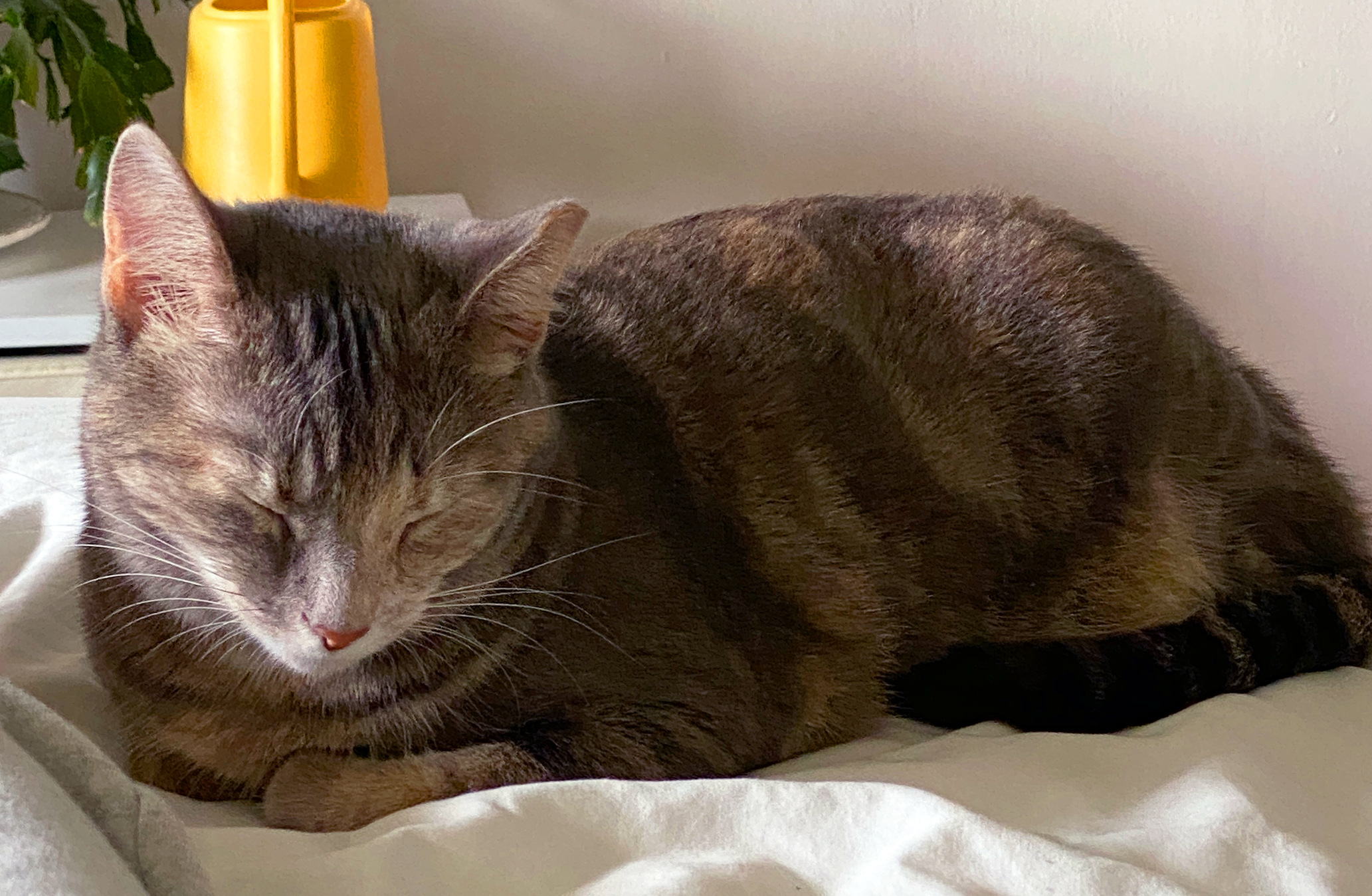 Super cute cat curled up for a nap