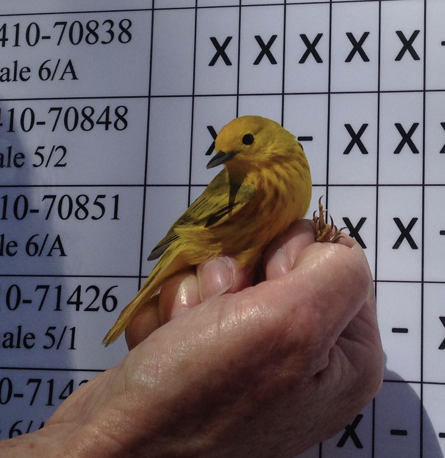 Willy the Warbler.