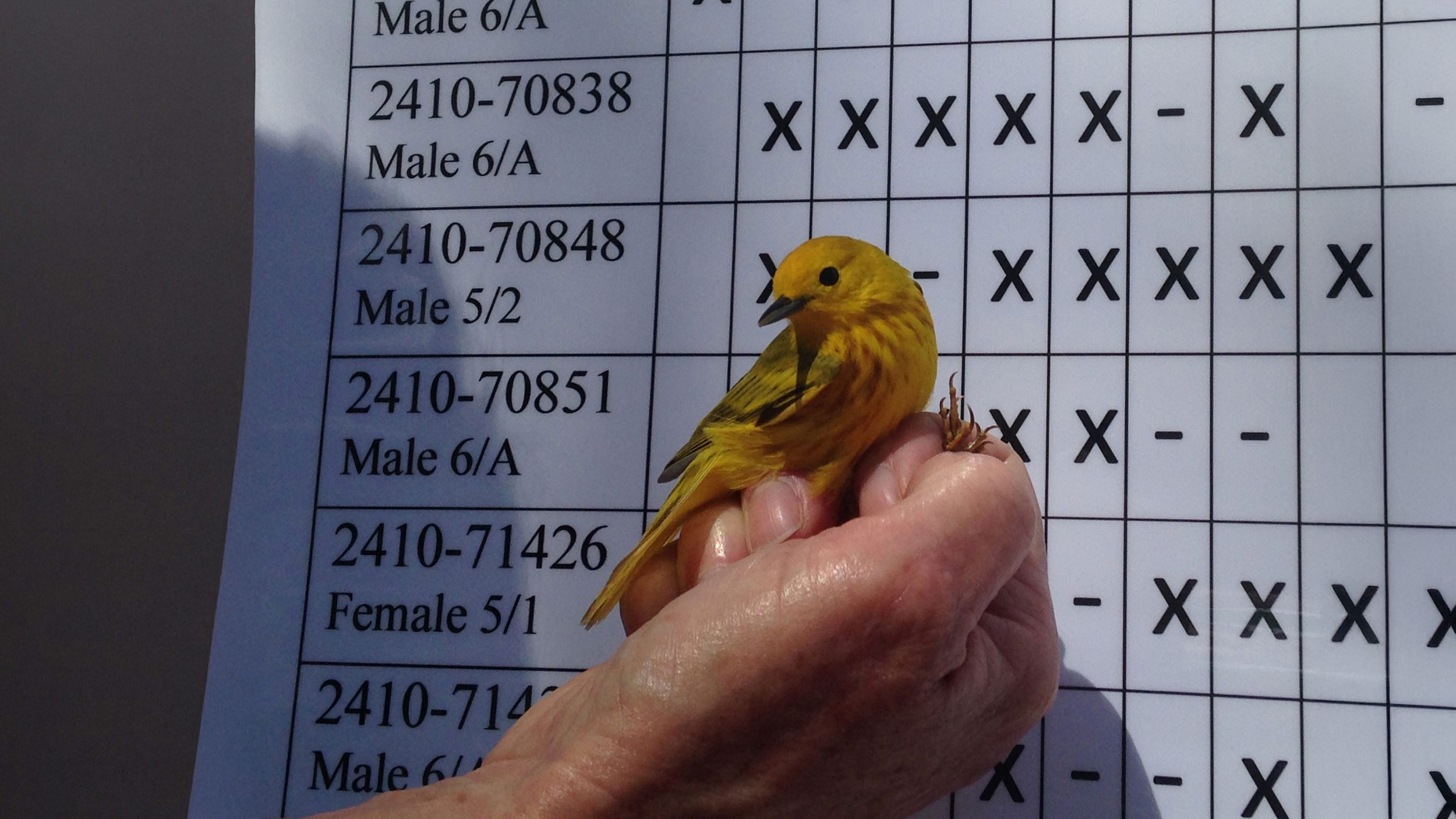 Willy the Warbler.
