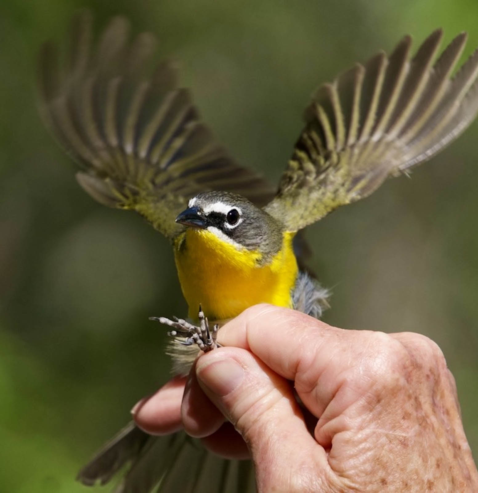 2026 budget recommendations end federal support for national bird banding program. 