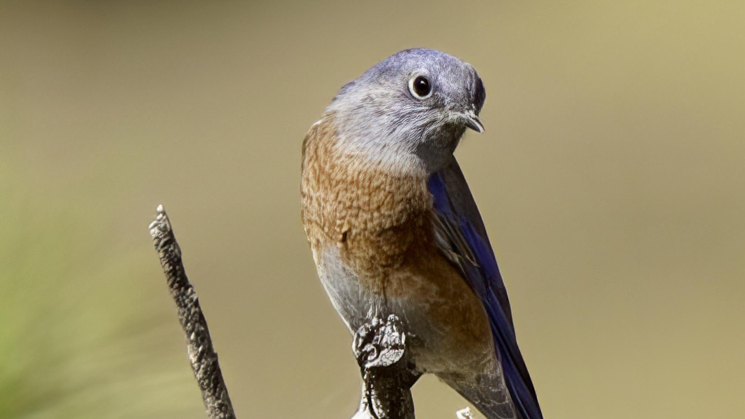 The Curious Bird Podcast.