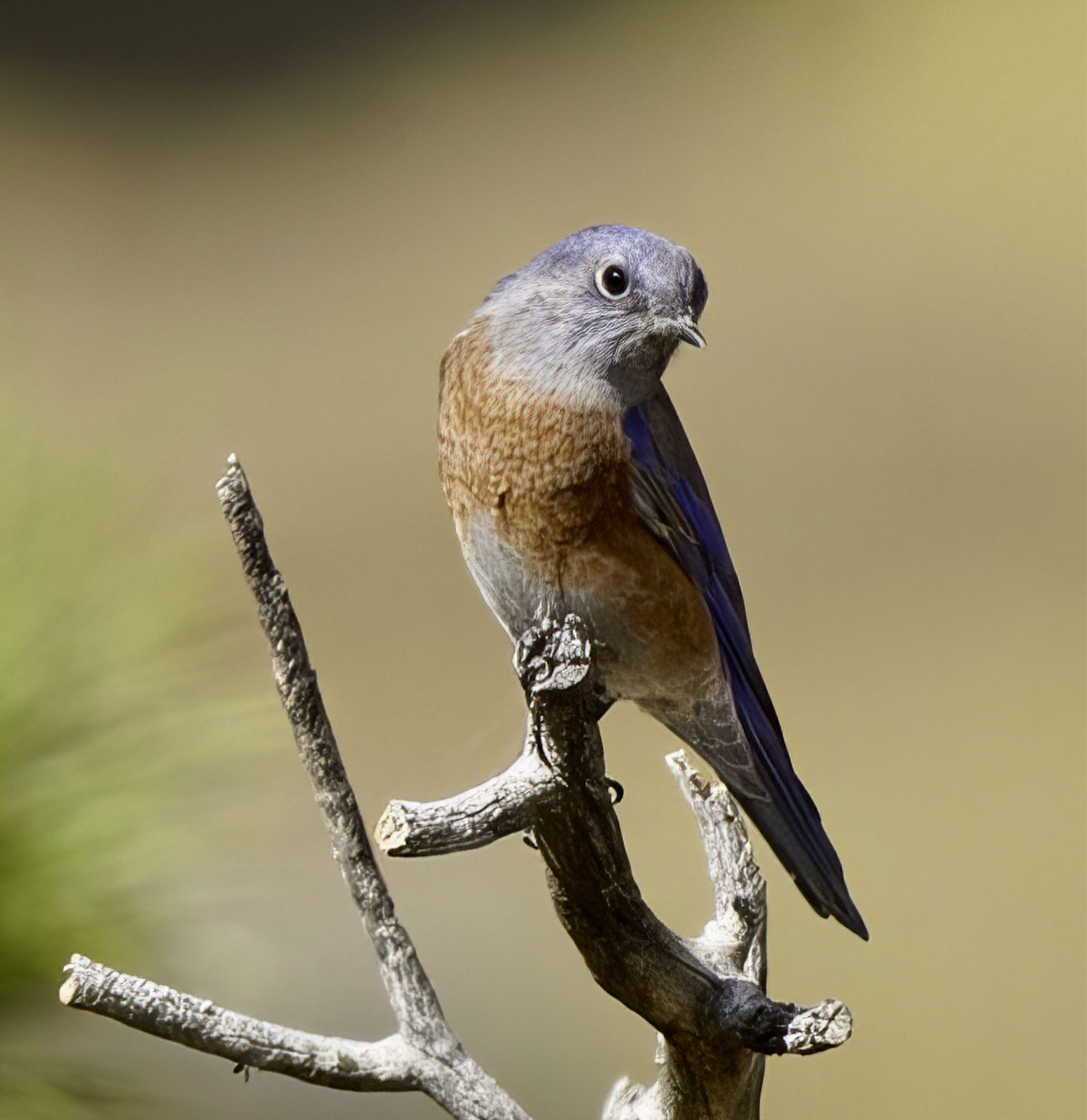 The Curious Bird Podcast.