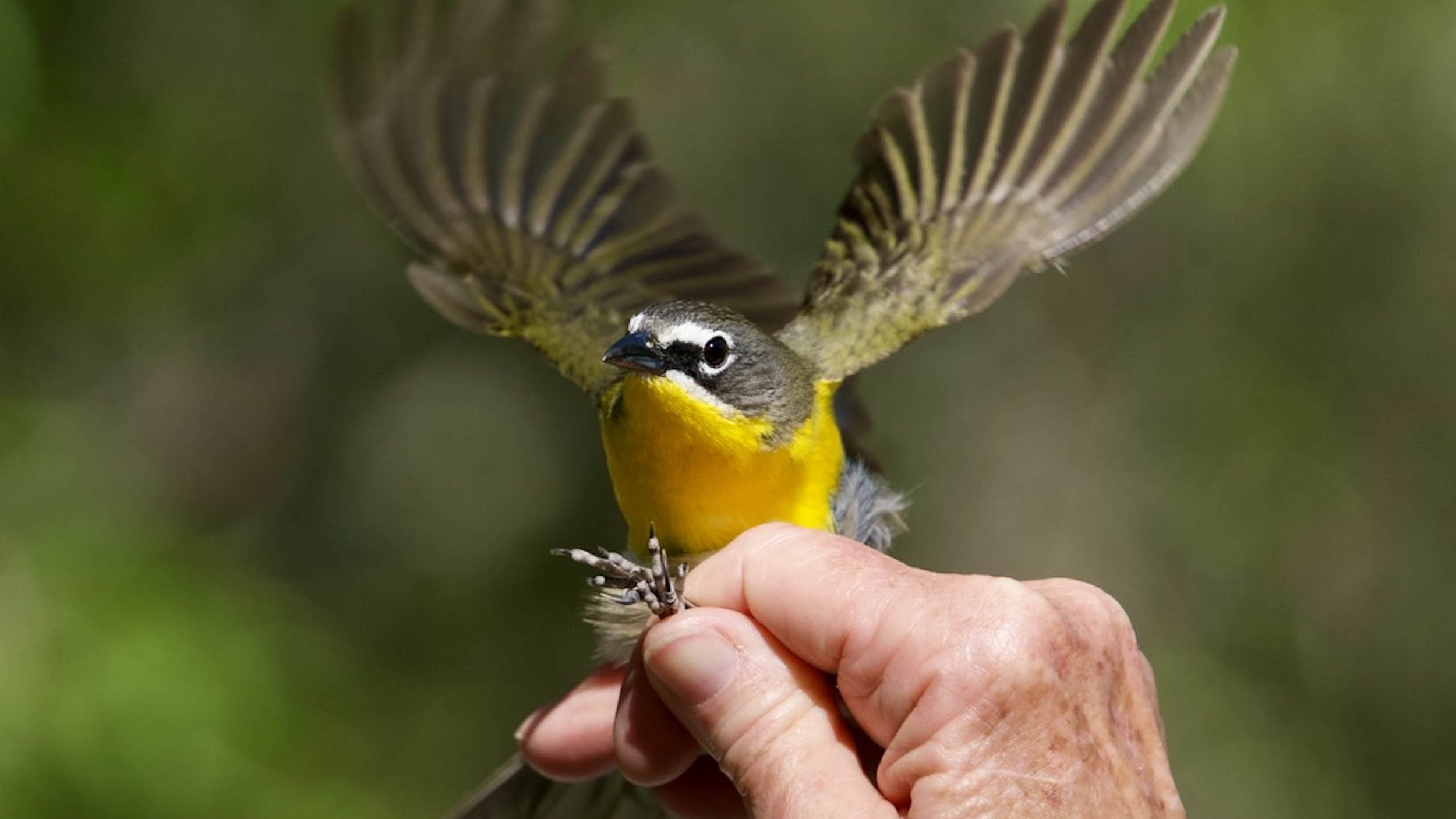 2026 budget recommendations end federal support for national bird banding program. 