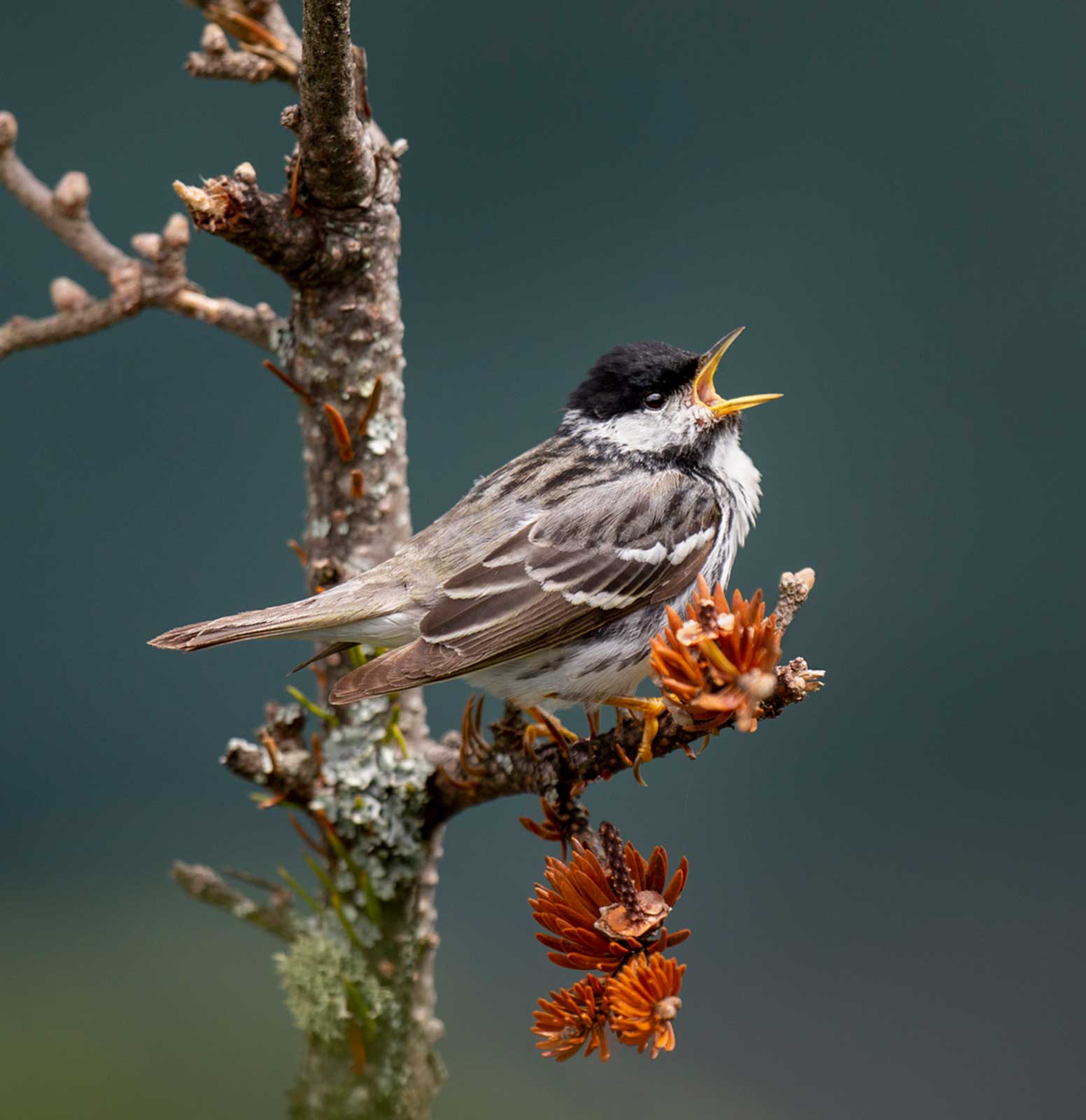 Birds and Energy: What Birds Teach Us About Energy and the Planet