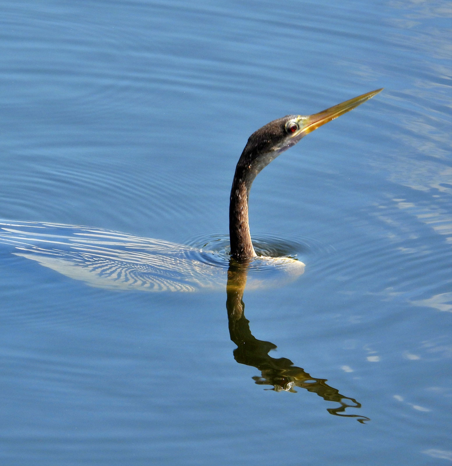 Avian Vagrancy: Why is that bird here?