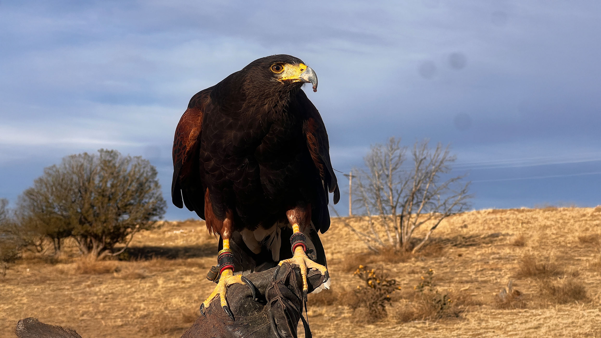 Birds as our Teachers: Avian Ambassadors for a Better Planet