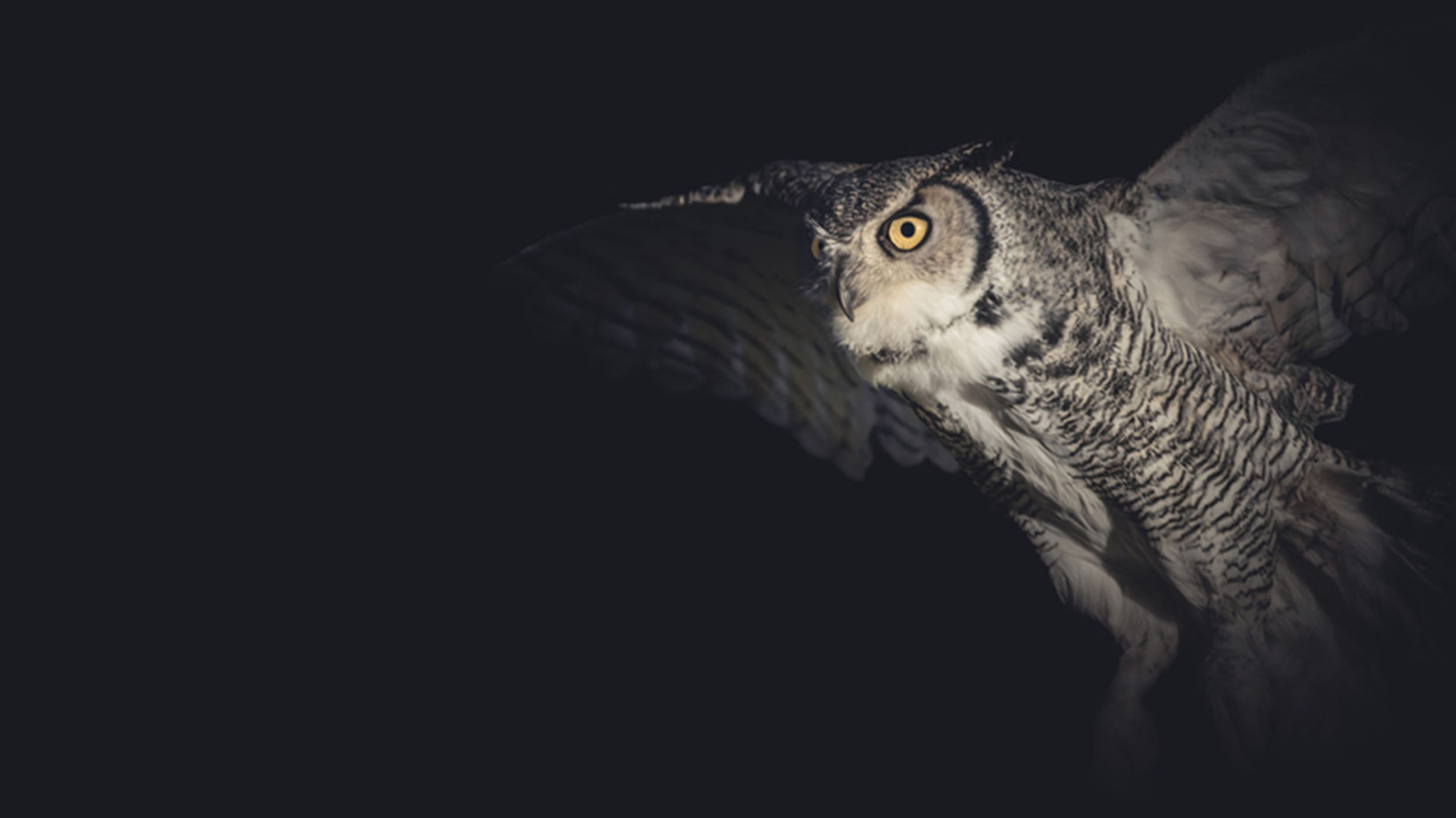 Nightfall on the Front Range: The Silent Hunters Among Us