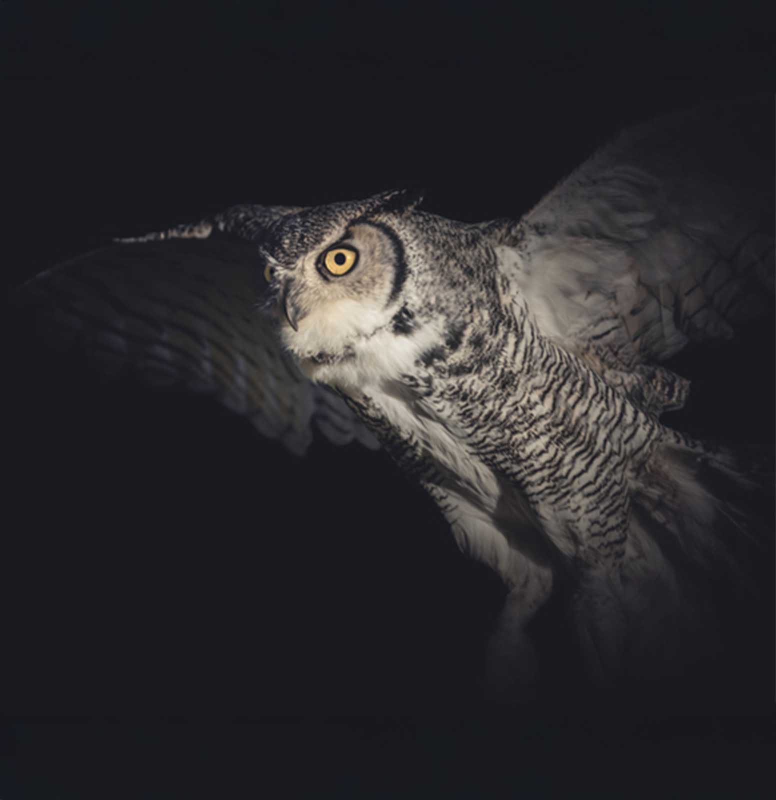 Nightfall on the Front Range: The Silent Hunters Among Us