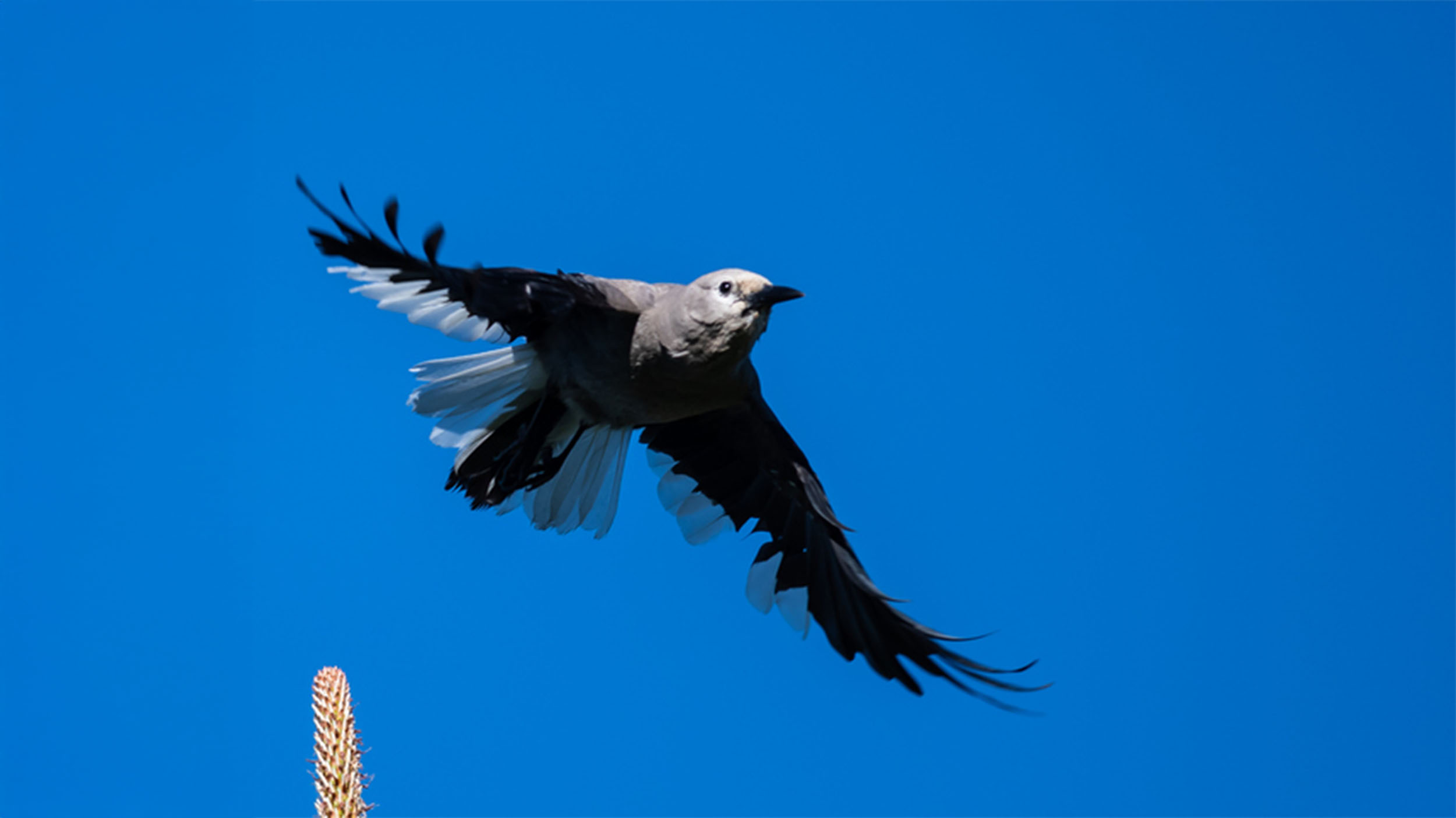 The Genius of Corvids: Why Crows, Jays, and Ravens Outsmart Expectations