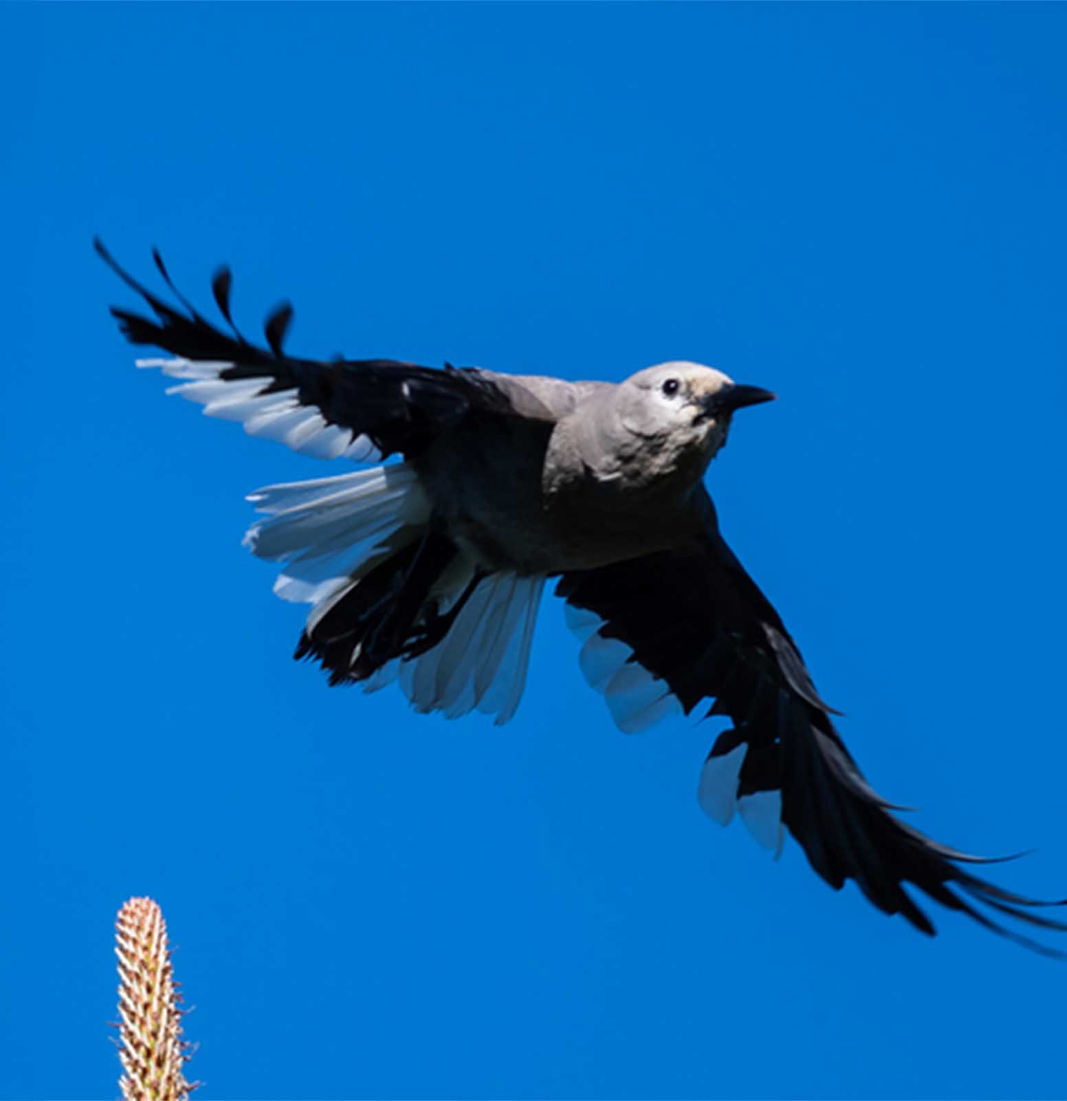 The Genius of Corvids: Why Crows, Jays, and Ravens Outsmart Expectations