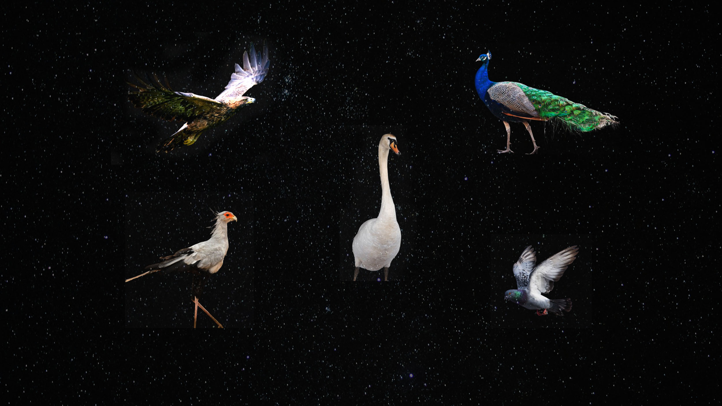 Birds with Cosmic Names