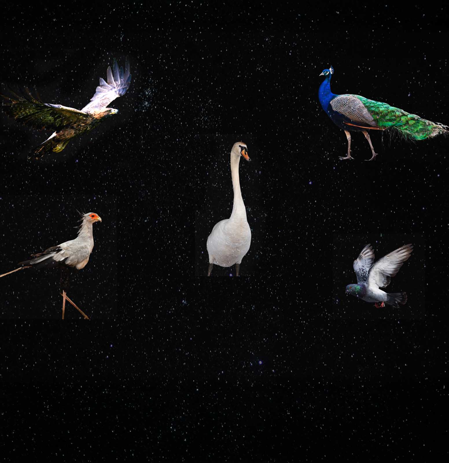 Birds with Cosmic Names