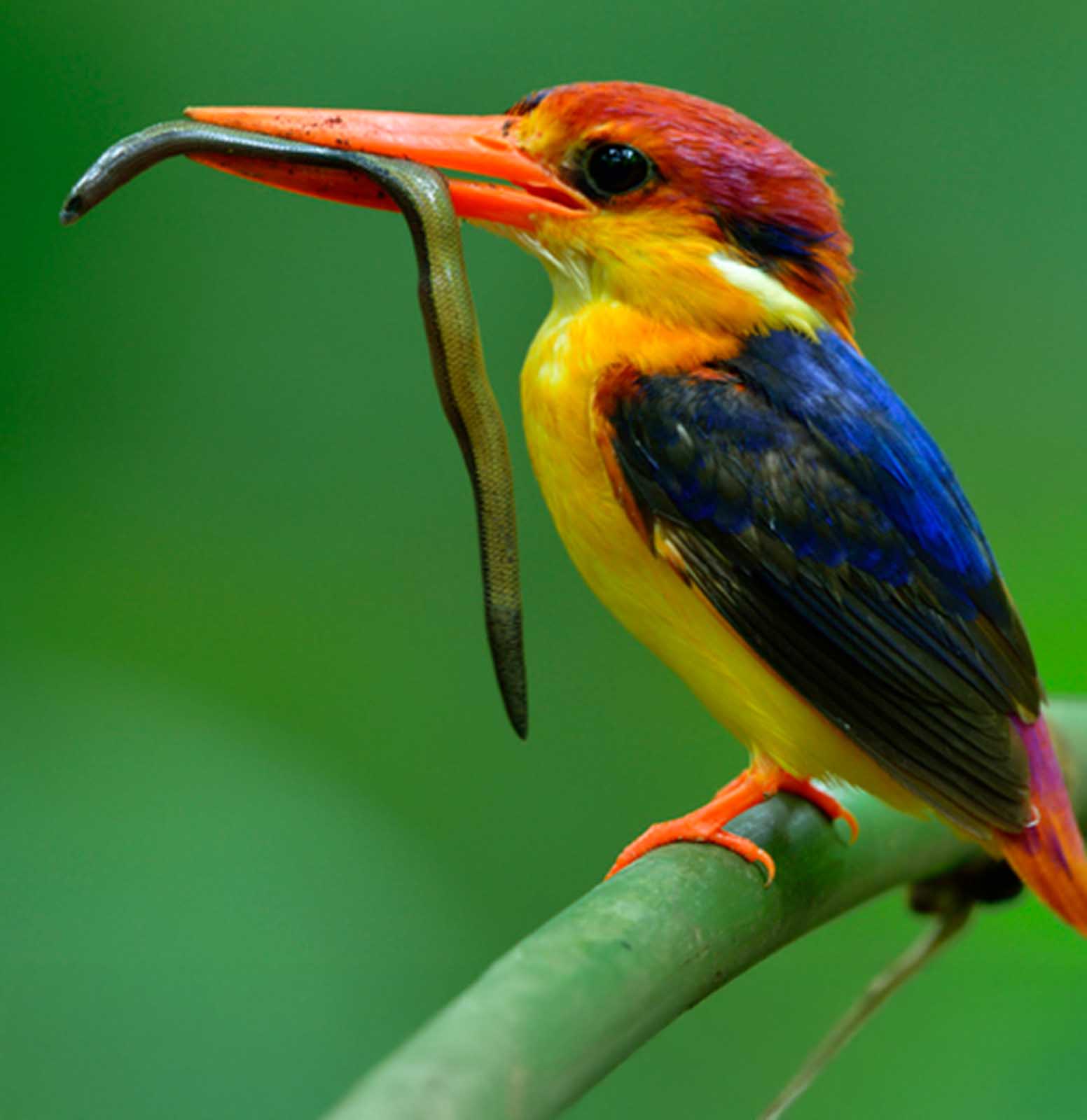 Brightly Colored Birds