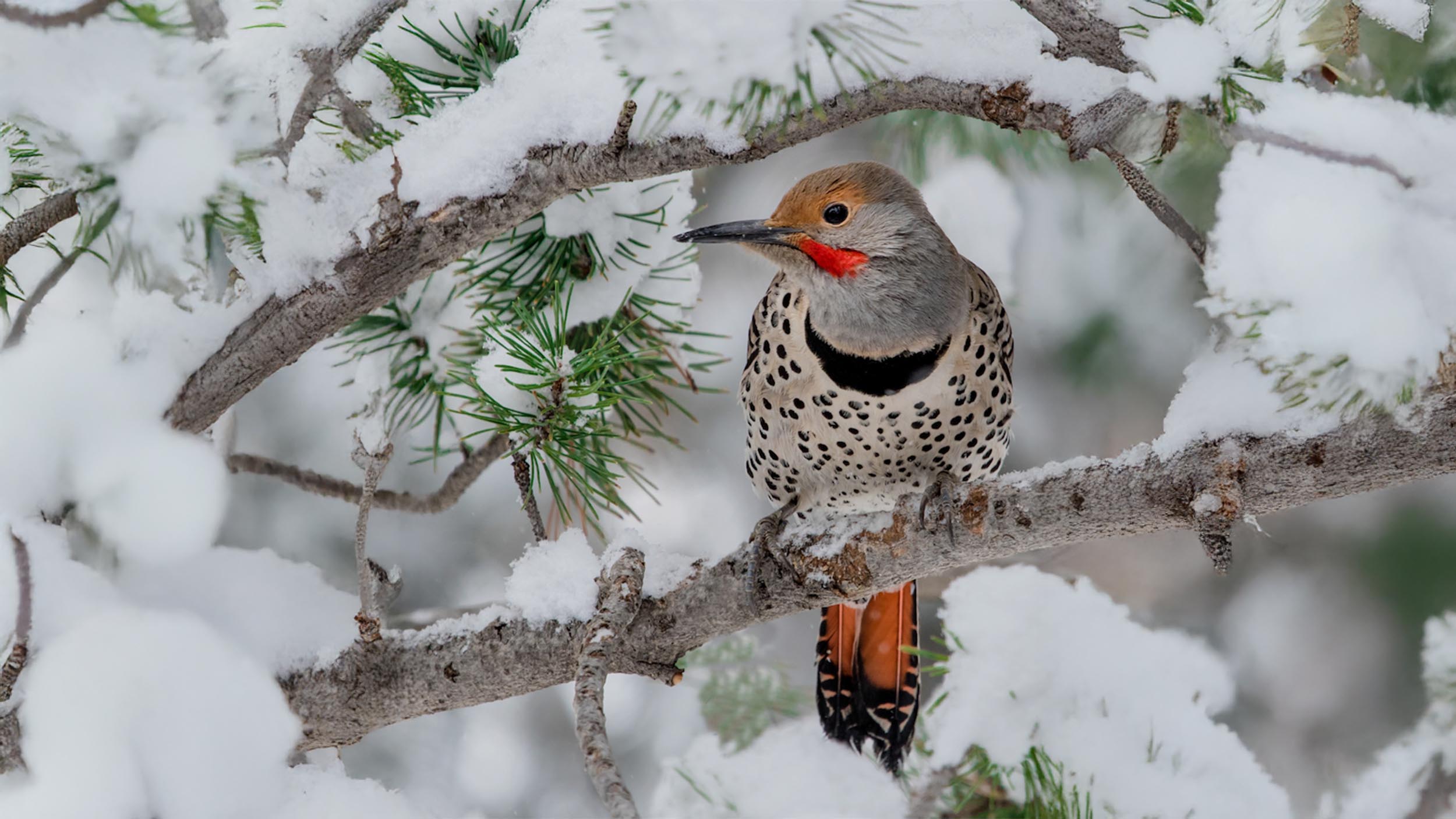 The Relationship Between Christmas and Birds: A 126 Year Commitment to Citizen Science