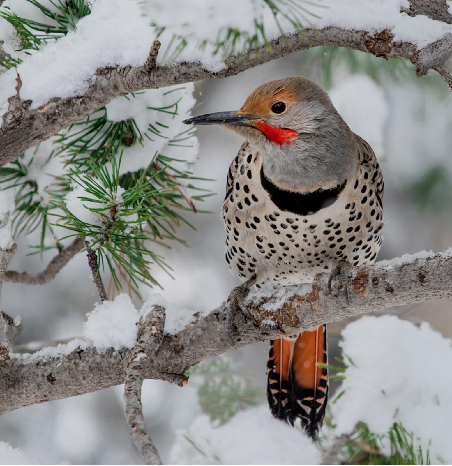 The Relationship Between Christmas and Birds: A 126 Year Commitment to Citizen Science