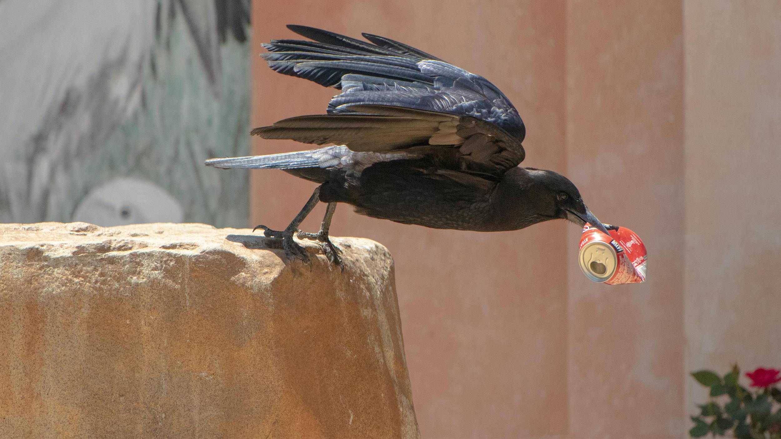 Recycling, Laughing, Imagining- The Many Access Points to Being a Conservationist