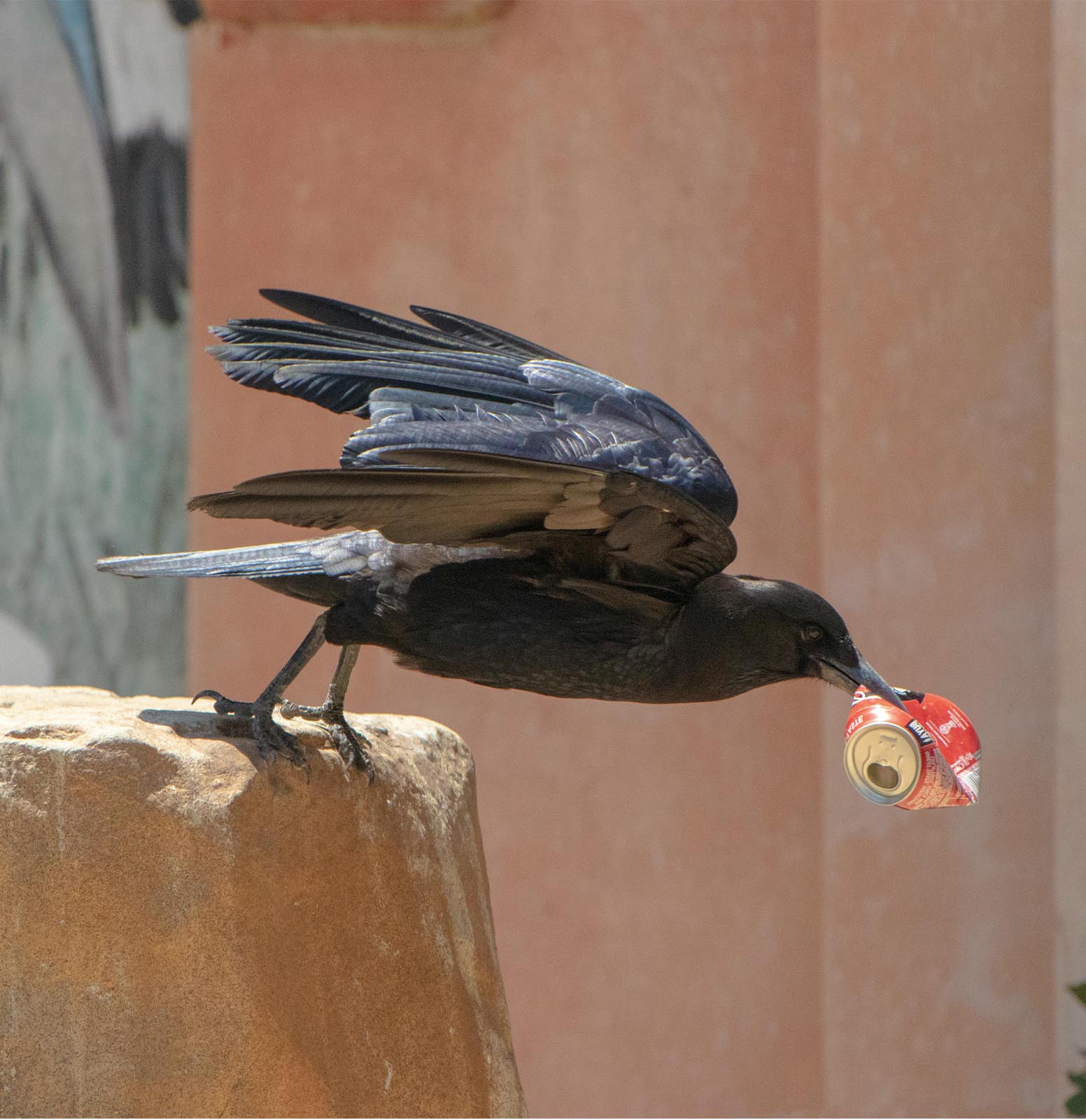 Recycling, Laughing, Imagining- The Many Access Points to Being a Conservationist