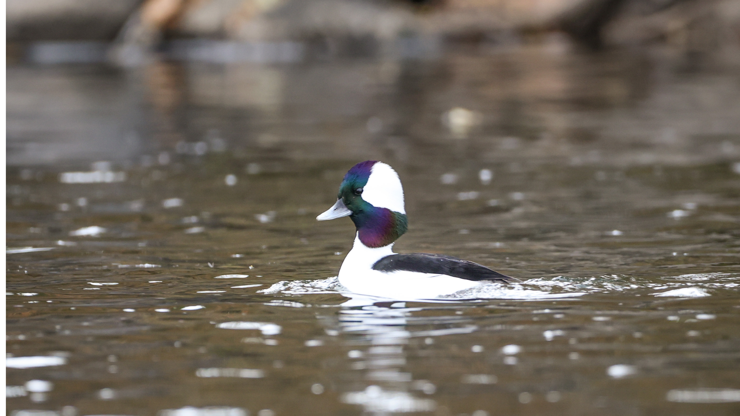 Seeing Winter Waterfowl in Colorado