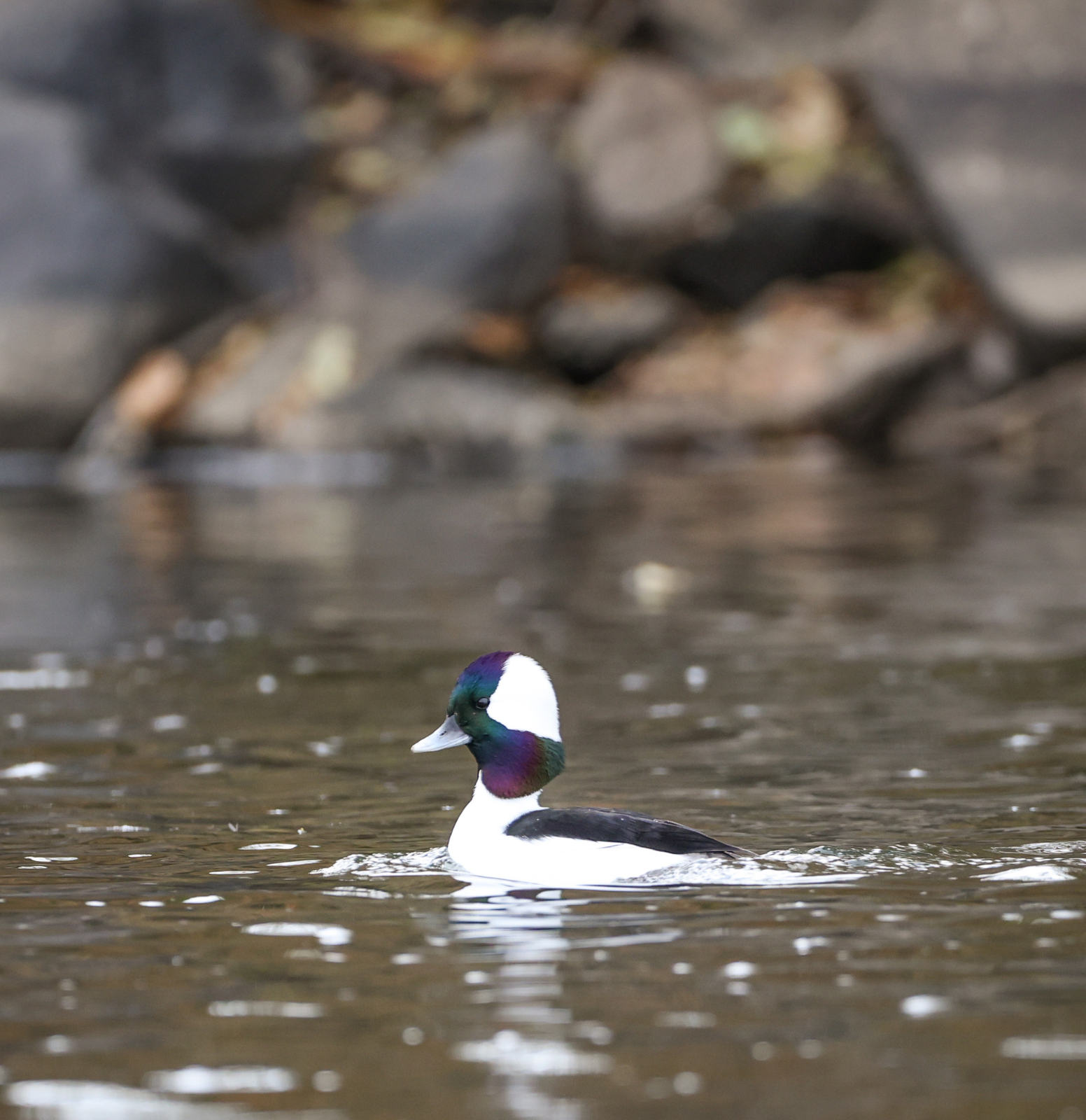 Seeing Winter Waterfowl in Colorado