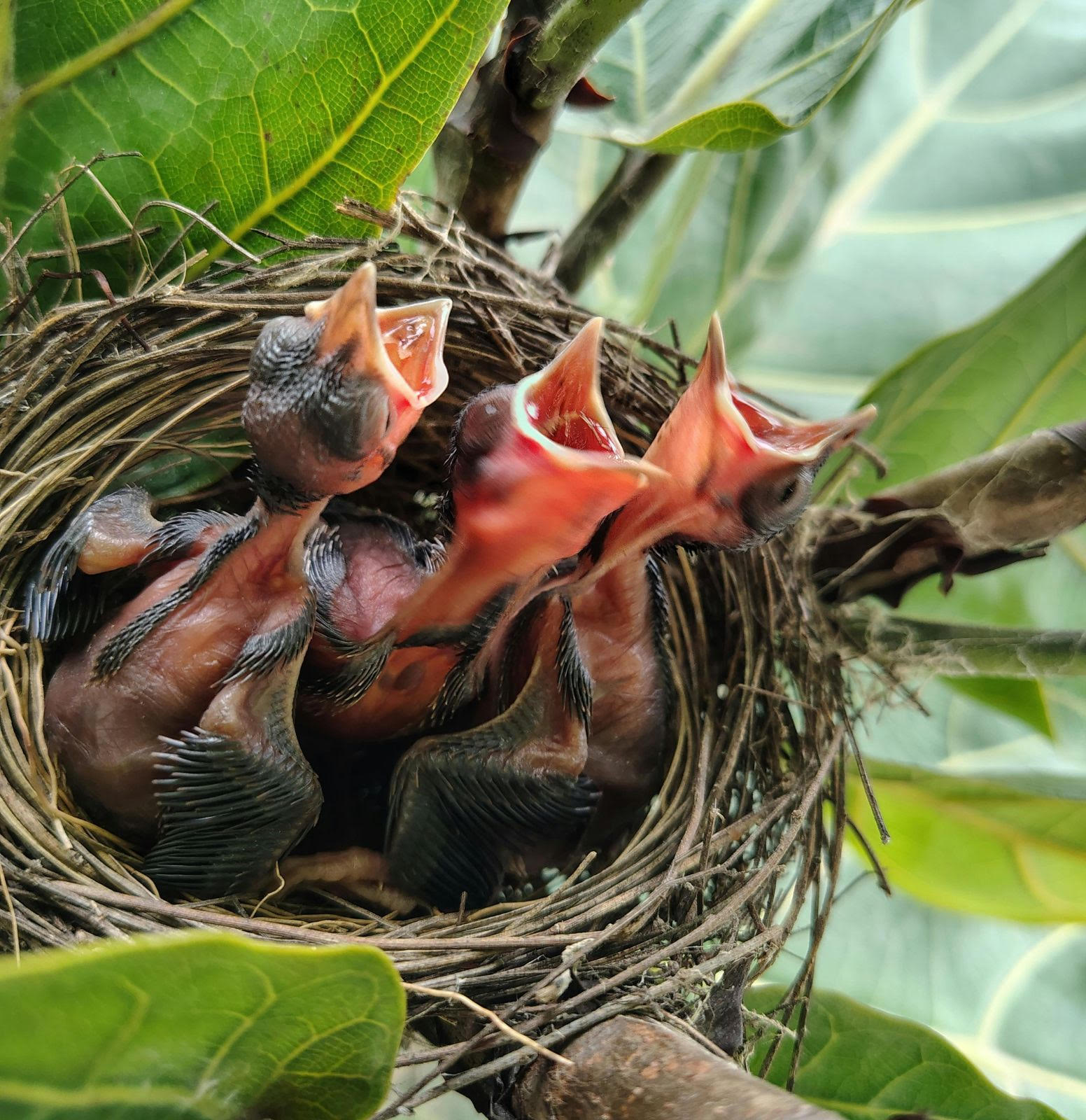 A Sense of Belonging- Coexistence and  Interconnectedness as Pillars of Conservation