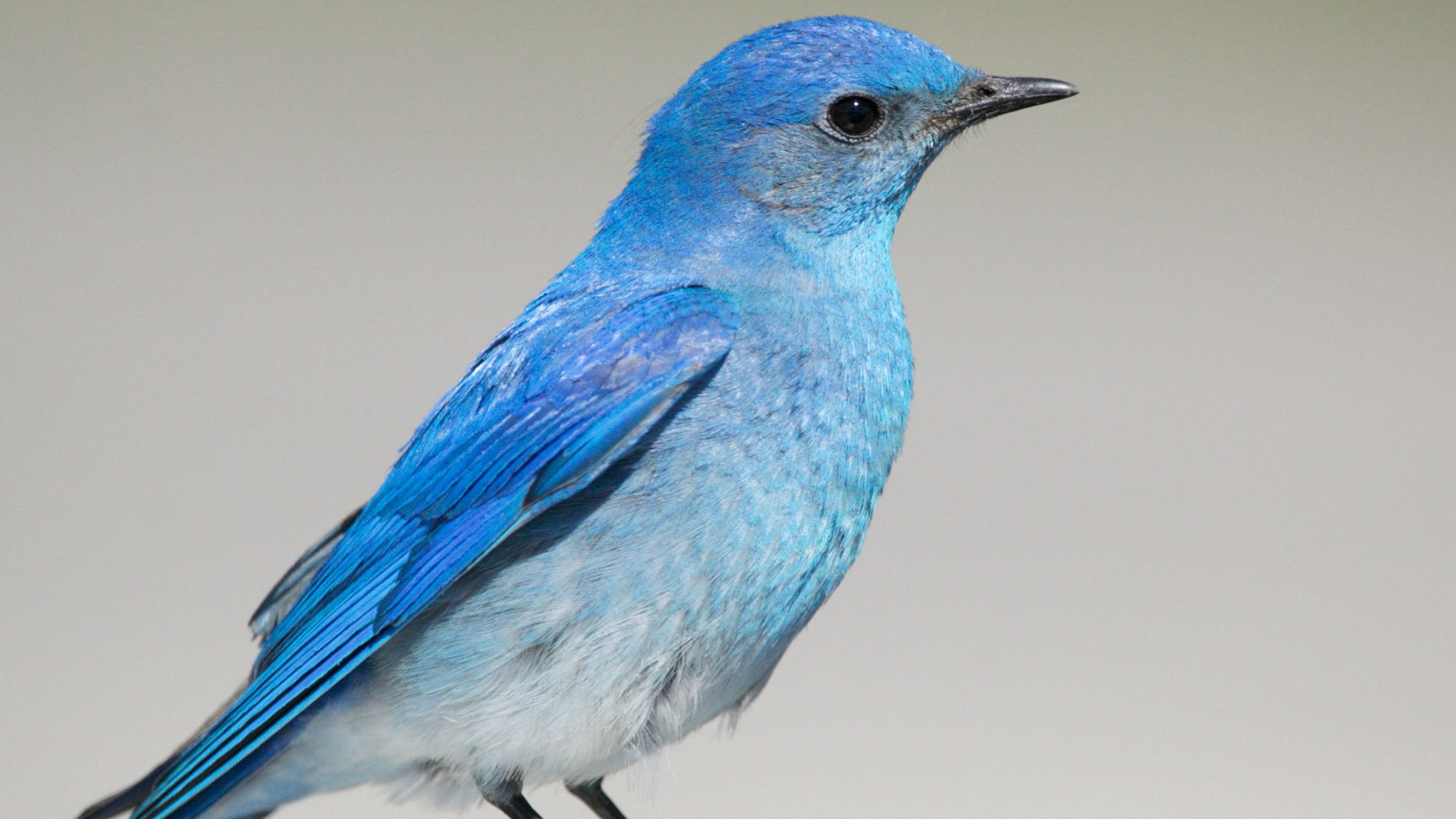 The Happiness and Devotion of Bluebirds
