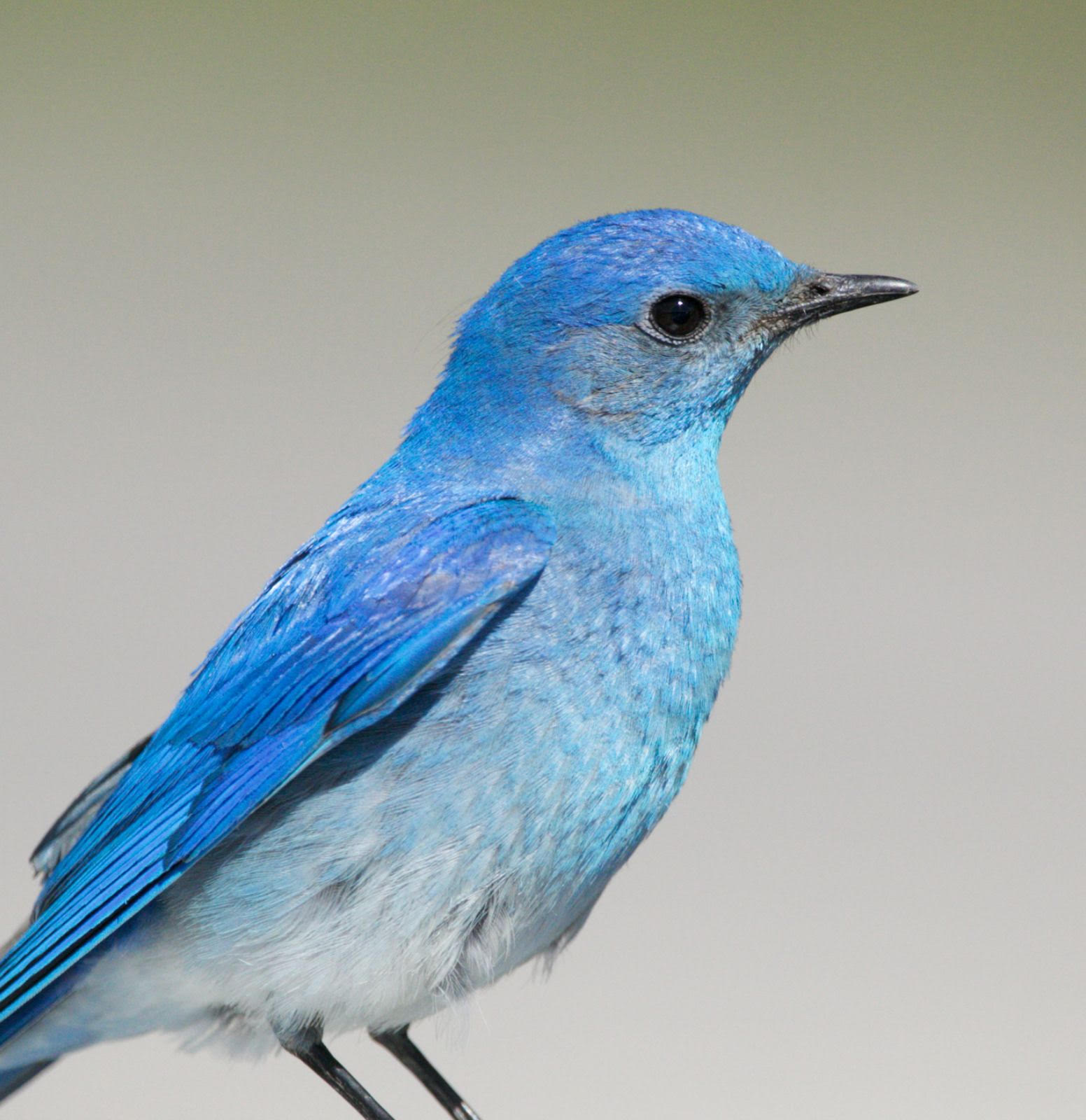 The Happiness and Devotion of Bluebirds