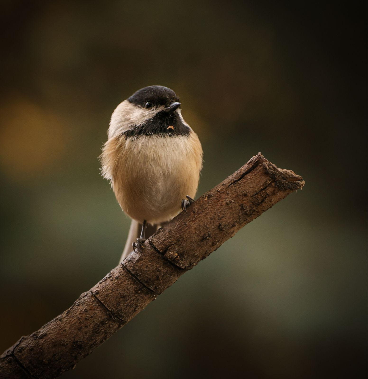 Birdy, it's cold outside!