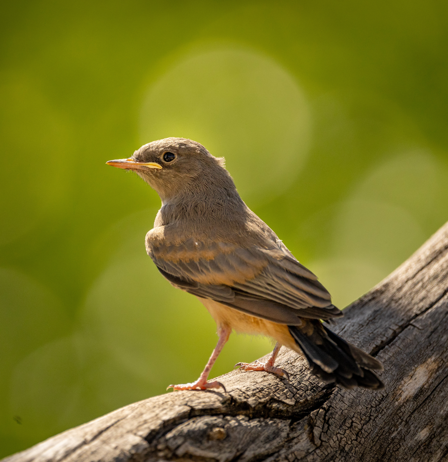 Liberate Your Spring: An Ode to the Blooming Time