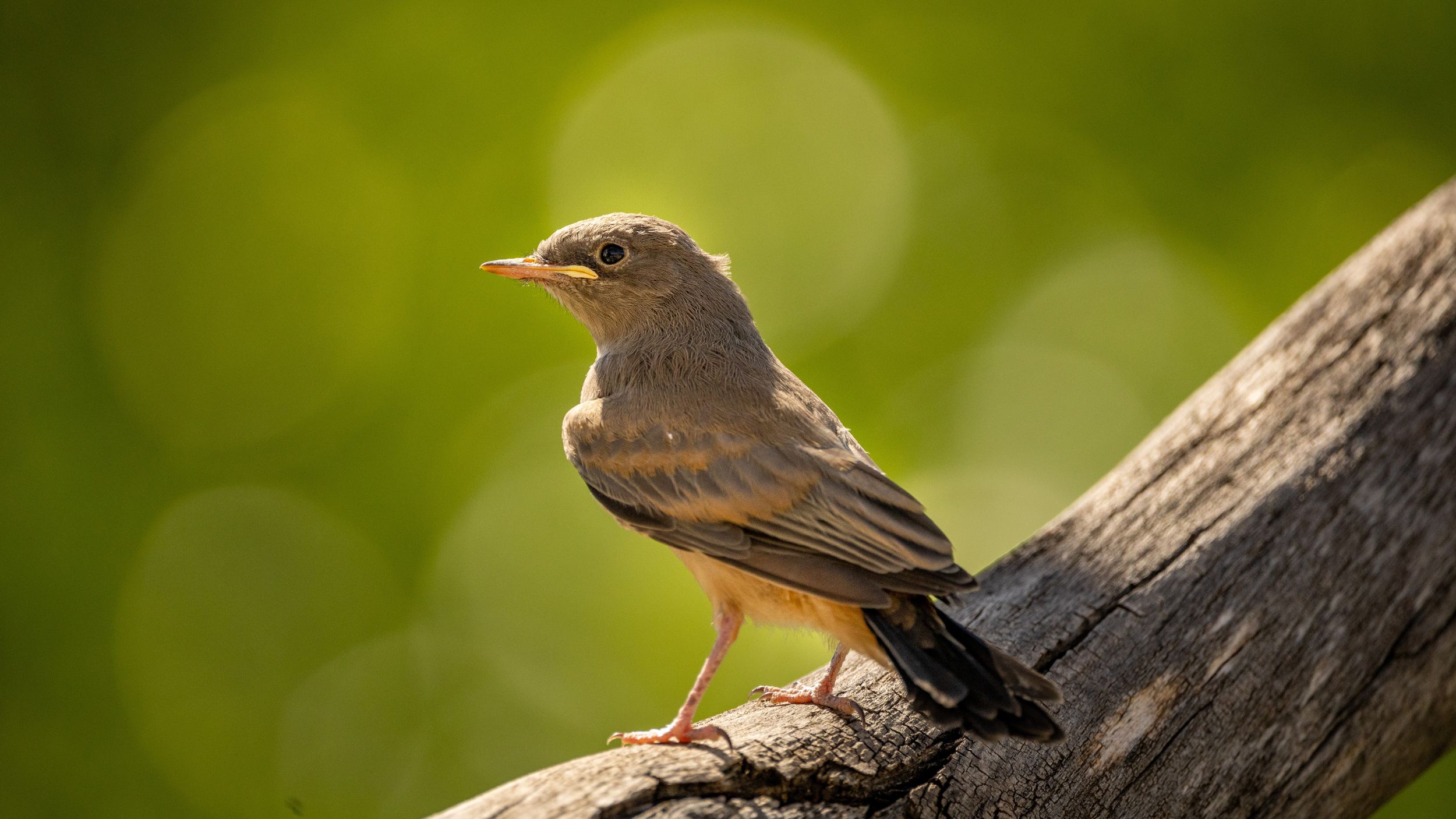 Liberate Your Spring: An Ode to the Blooming Time