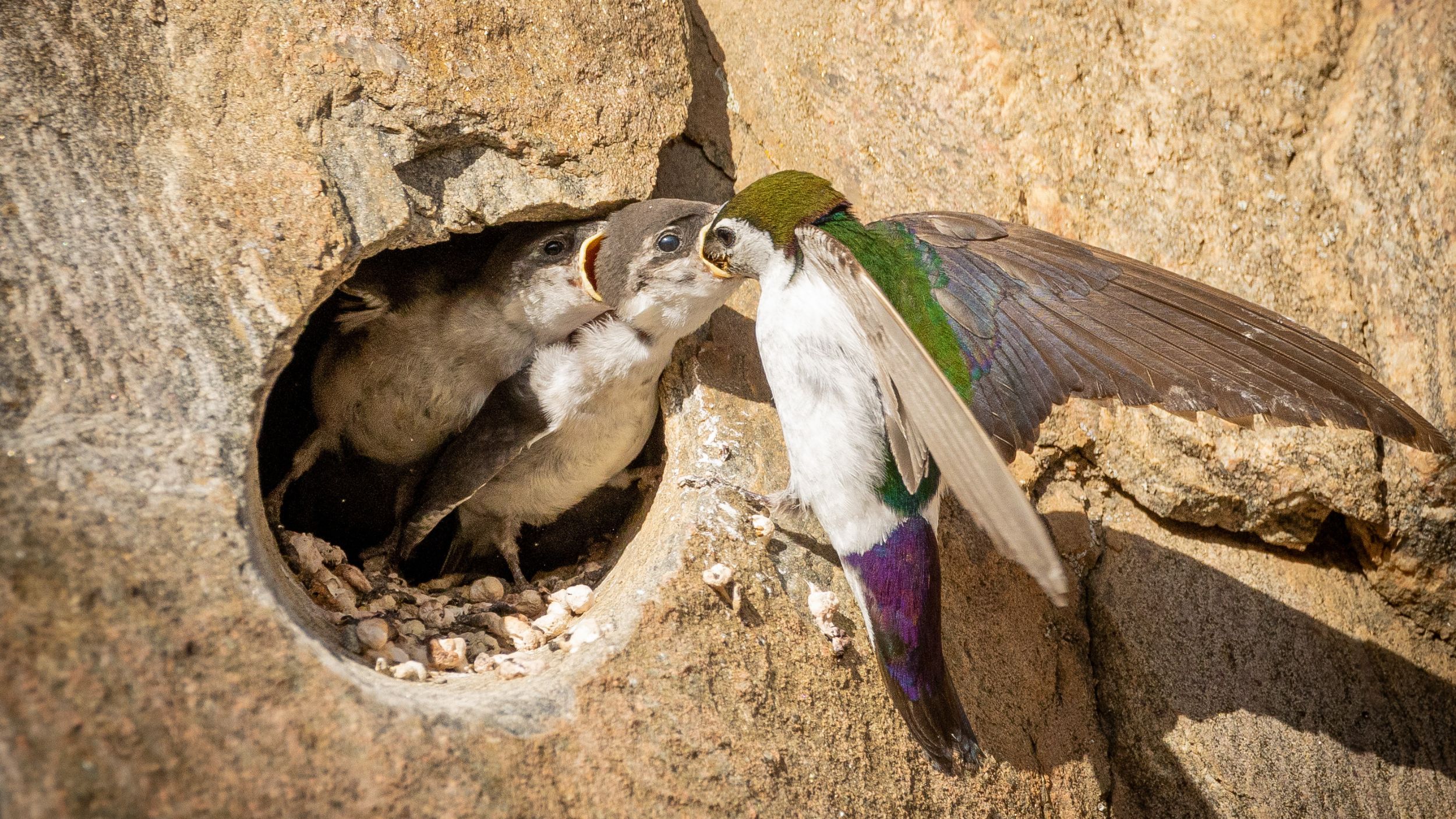 Feathering the Nest- The Nesting Nuances of Colorado Birds