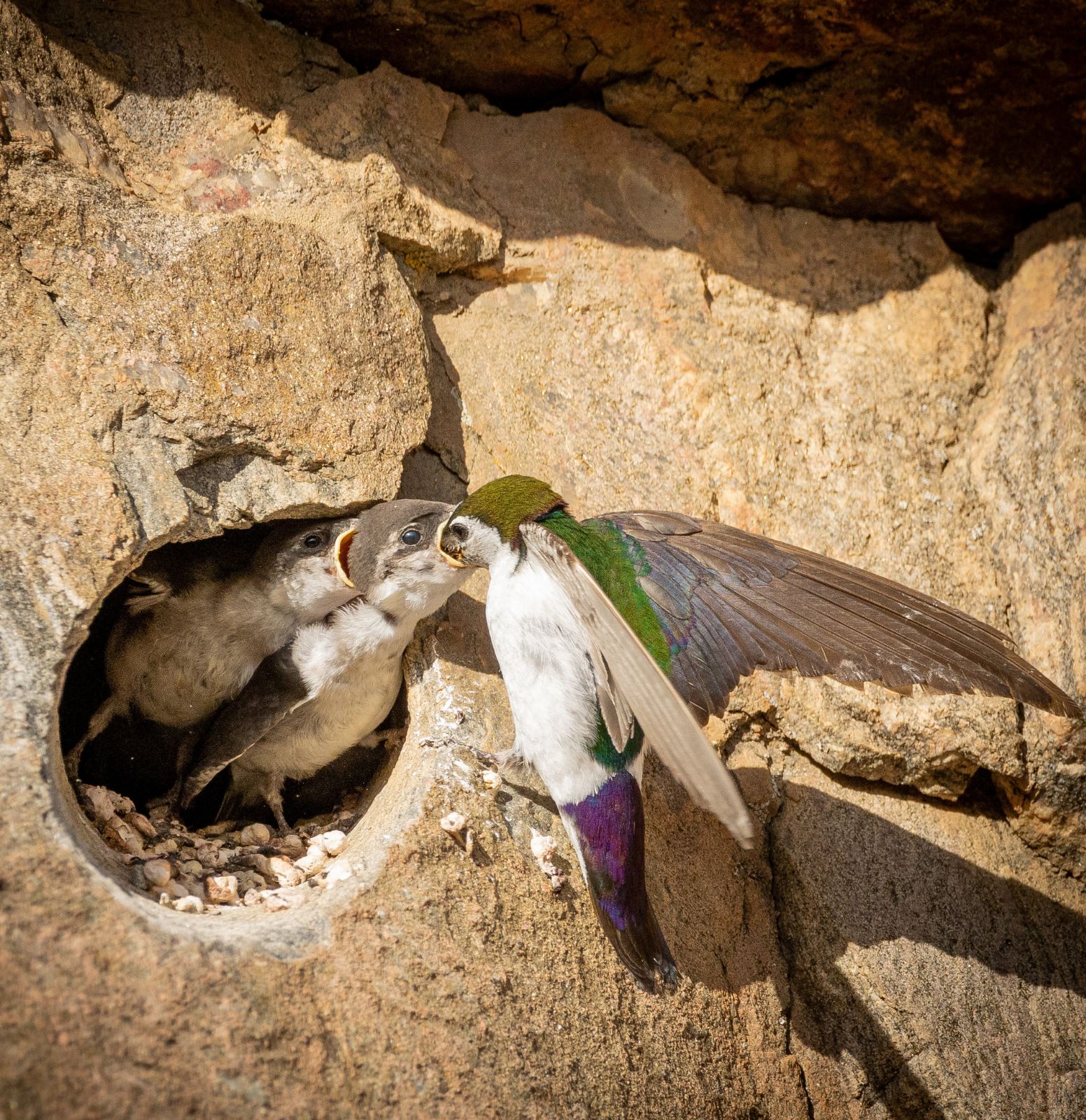Feathering the Nest- The Nesting Nuances of Colorado Birds