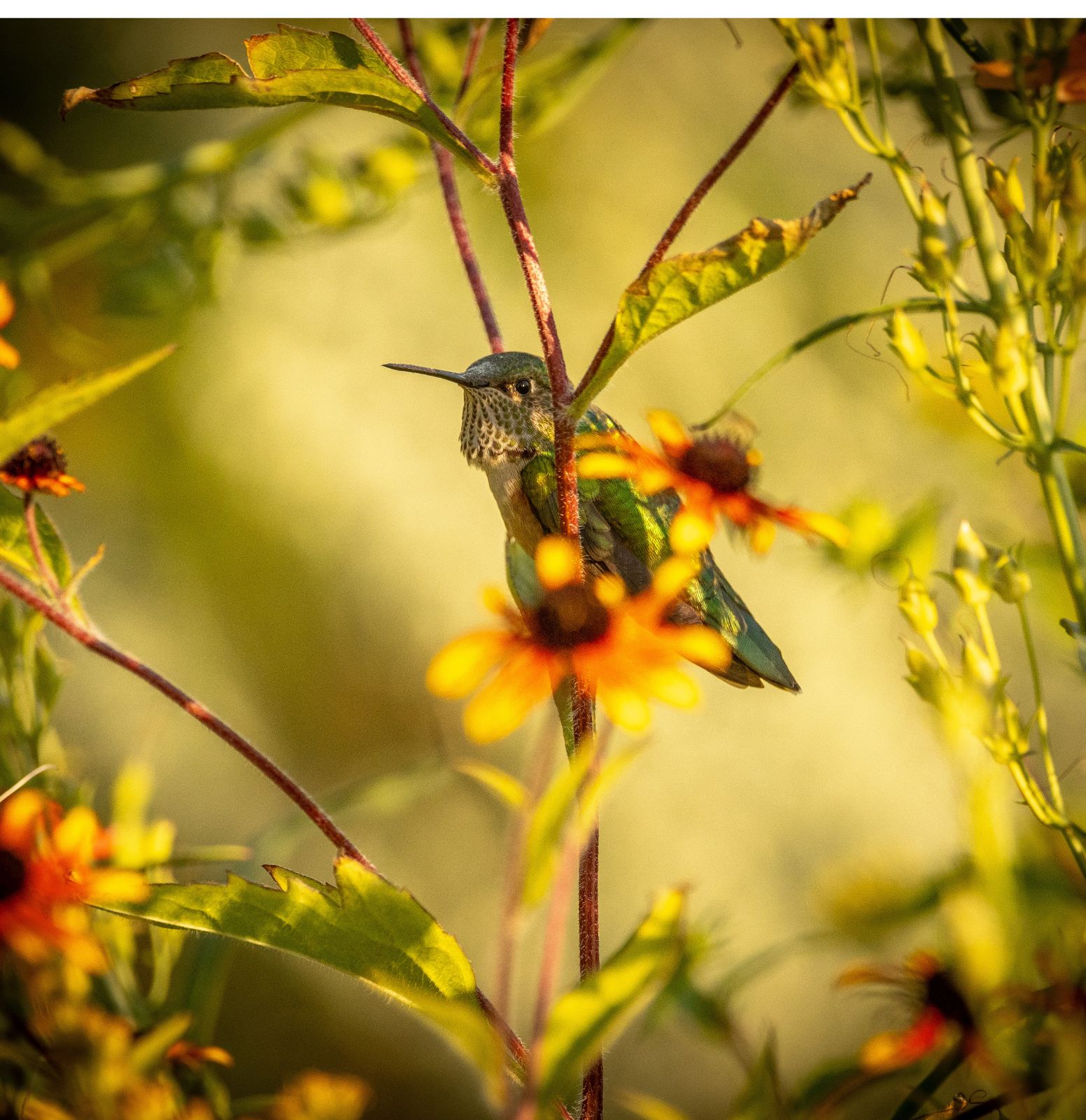 Gardening with Purpose: How to Bring More Birds to Your Yard 