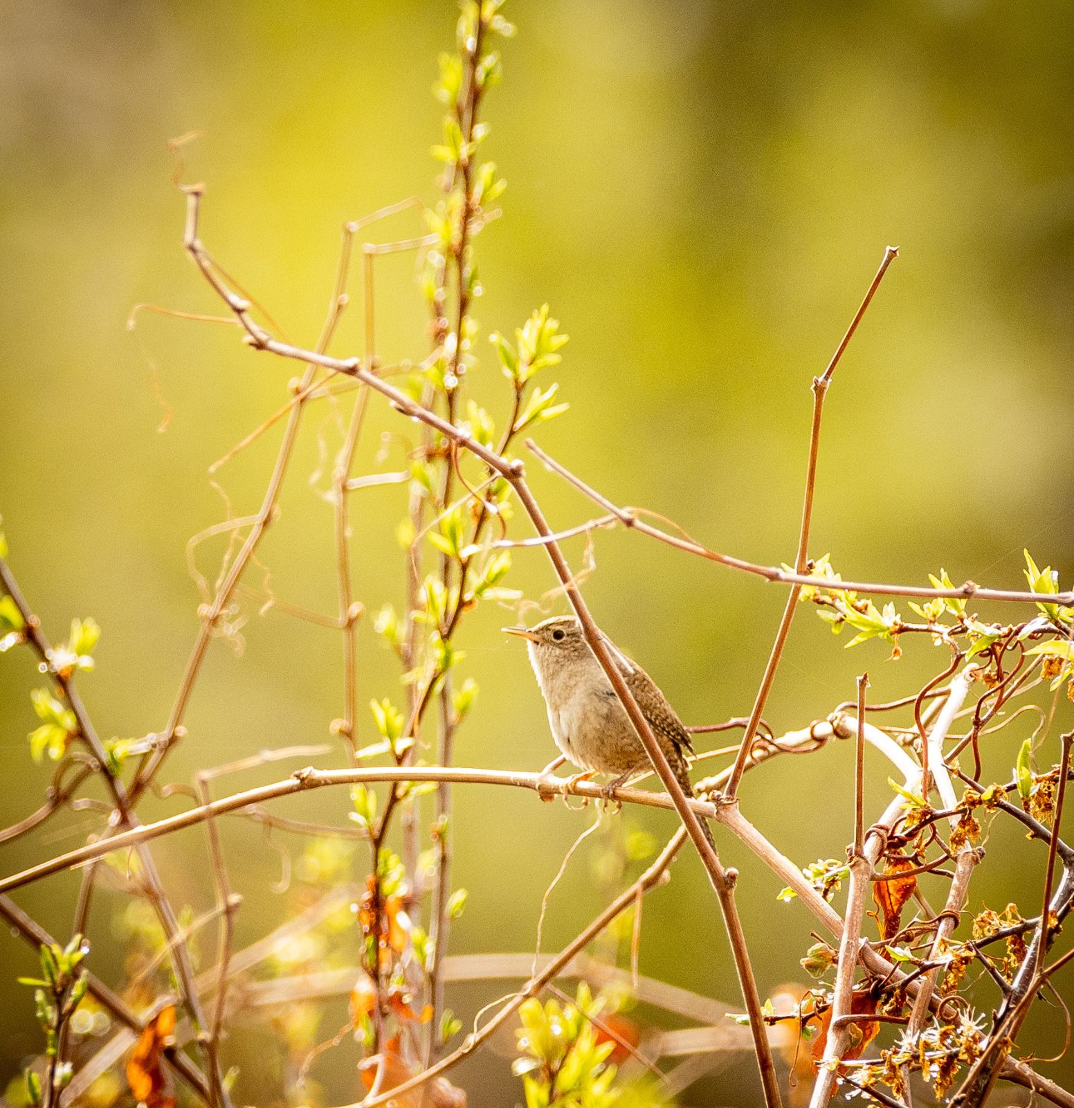 Beloved Birds of a Beloved Season