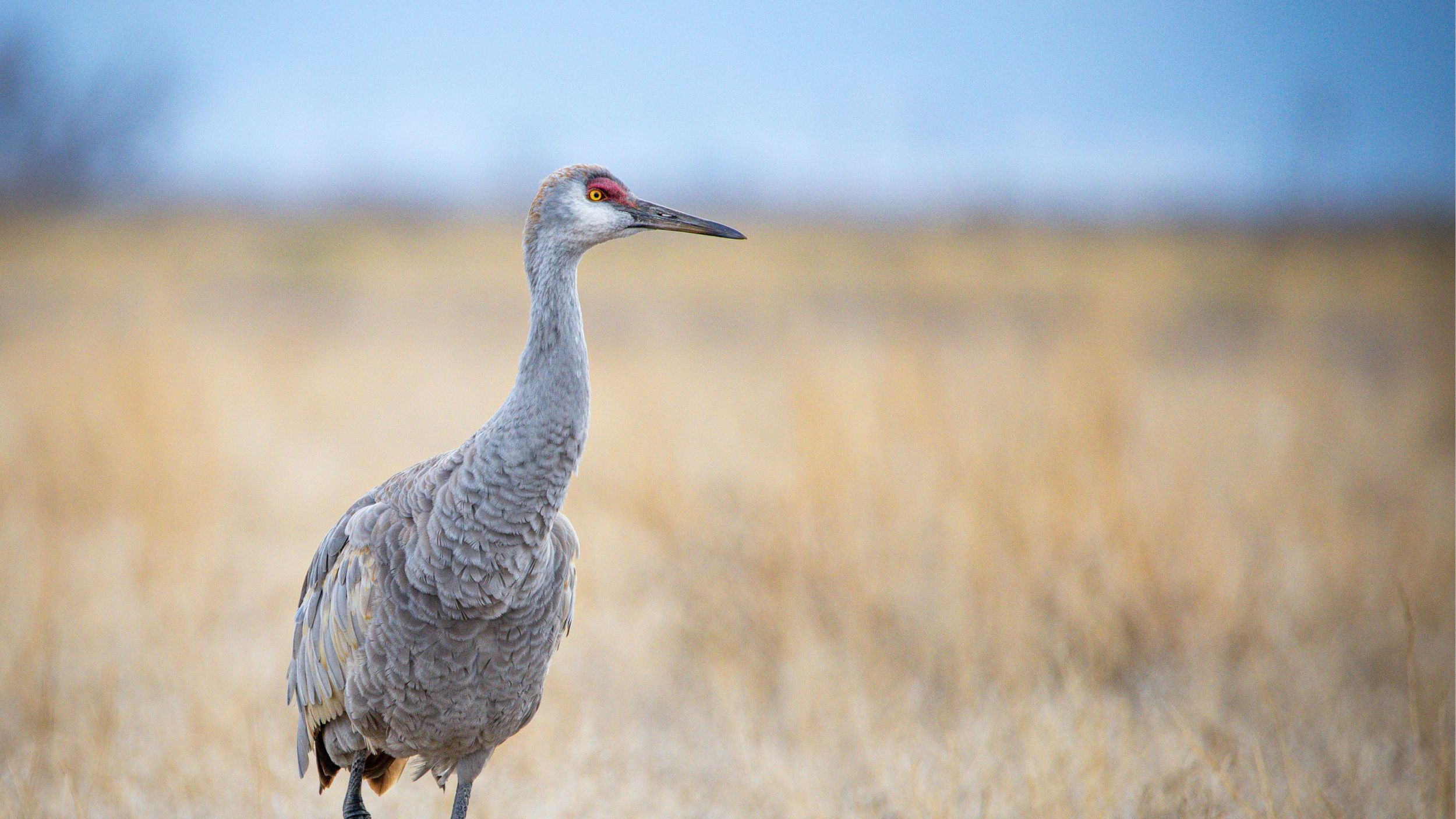 An Ancient Dance We're All a Part Of: The Wisdom and Wonder of Sandhill Cranes