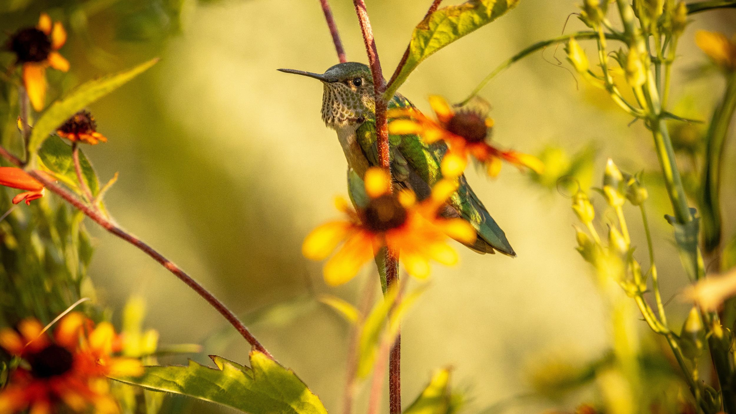 Gardening with Purpose: How to Bring More Birds to Your Yard 
