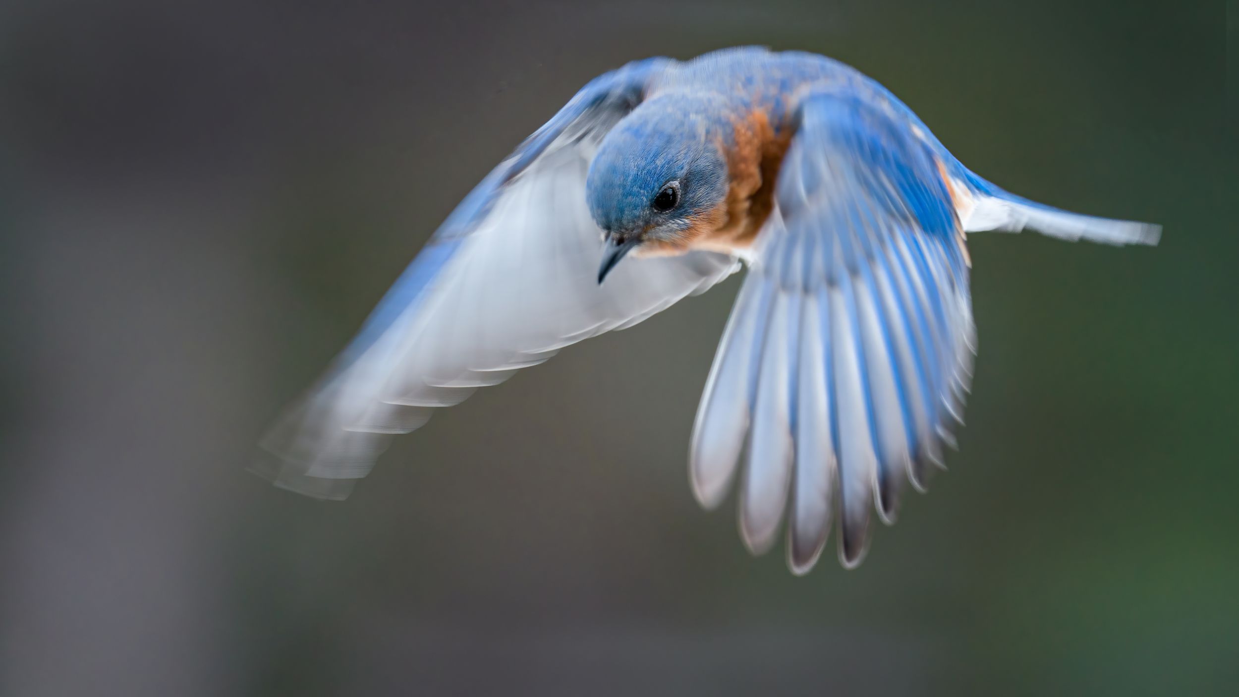 Take Flight 2027: Every Feather Builds Our Future