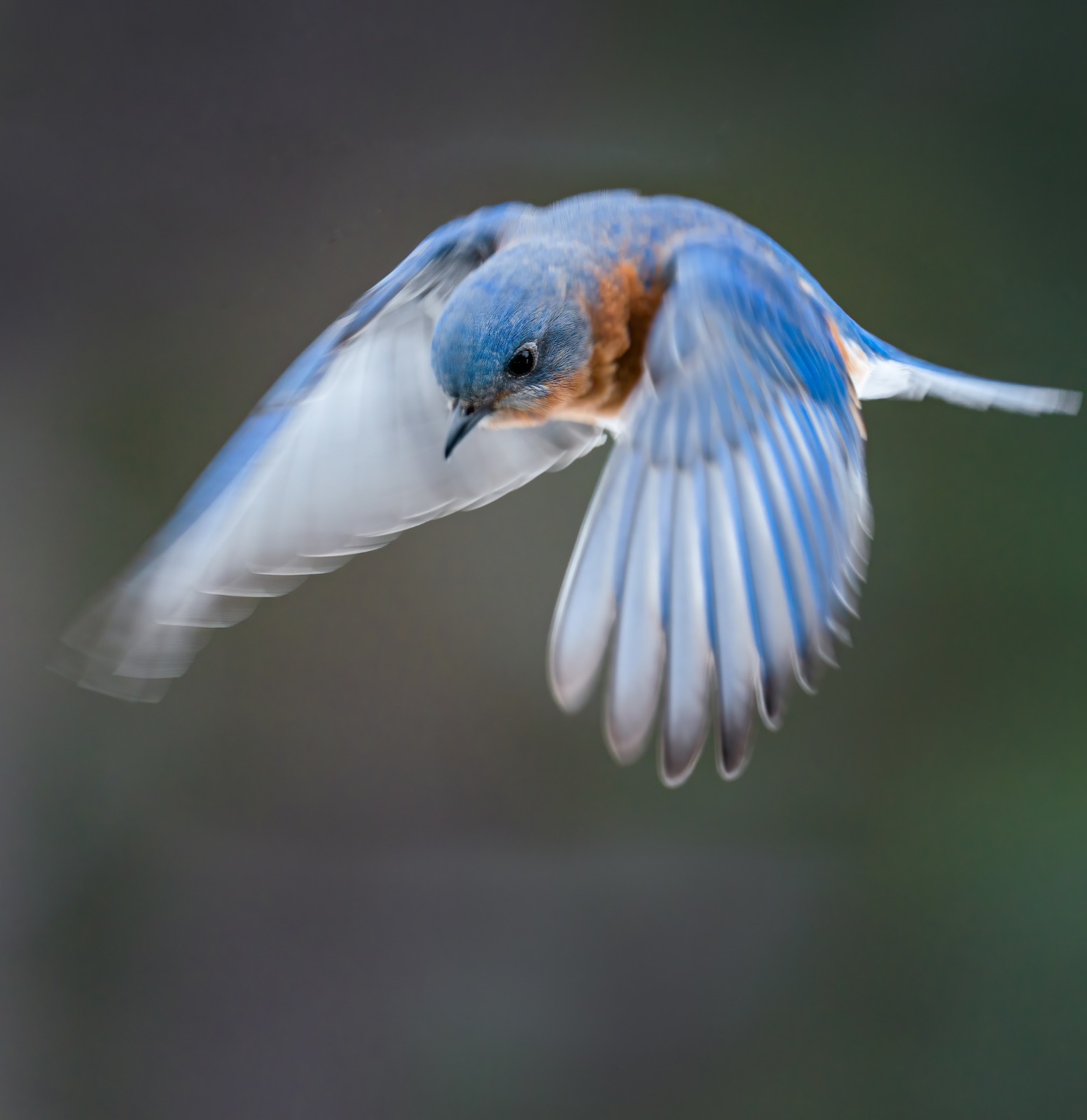 Take Flight 2027: Every Feather Builds Our Future