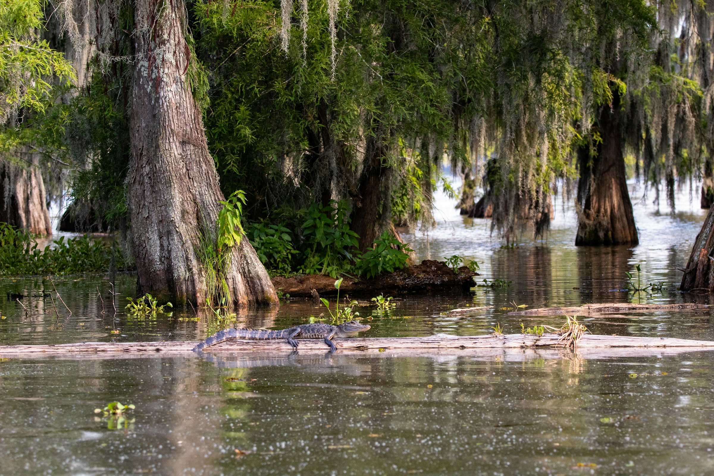 Cypress trees reflected in Louisiana swamp water