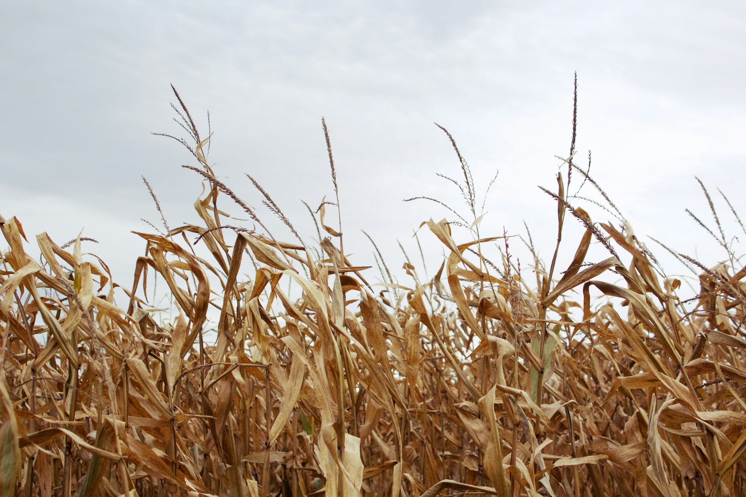 Cornfield stretching to the horizon under a gray sky in Iowa