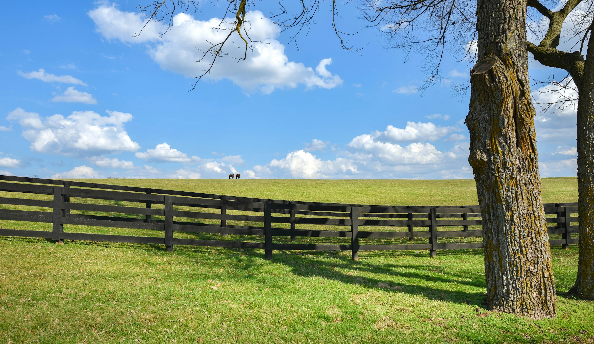 Wooden fence across green Bluegrass farmland under a big Kentucky sky