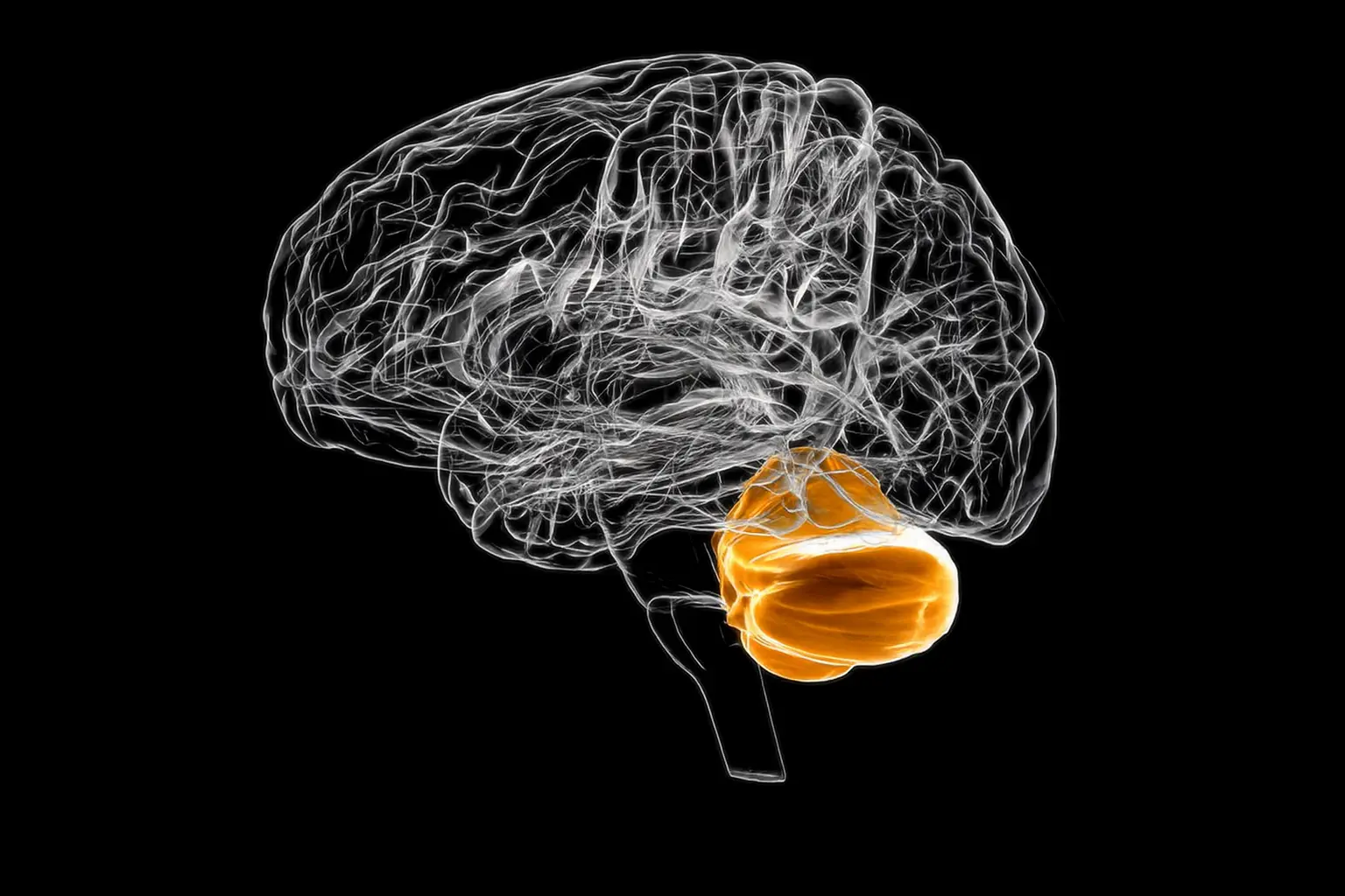CNS-05 | The Cerebellum & Vestibular System | Live in Florida - September 2026
