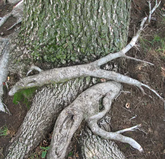 A tree with interwoven roots growing across the trunk which is digging into the bark