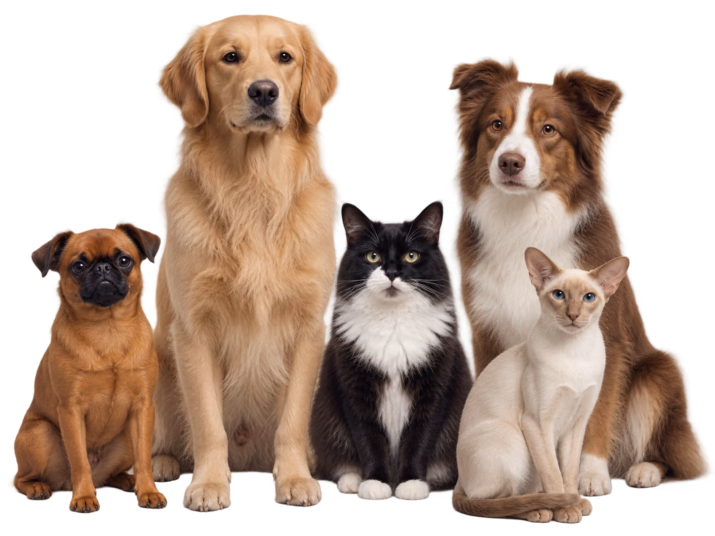 Dogs and cats sitting together