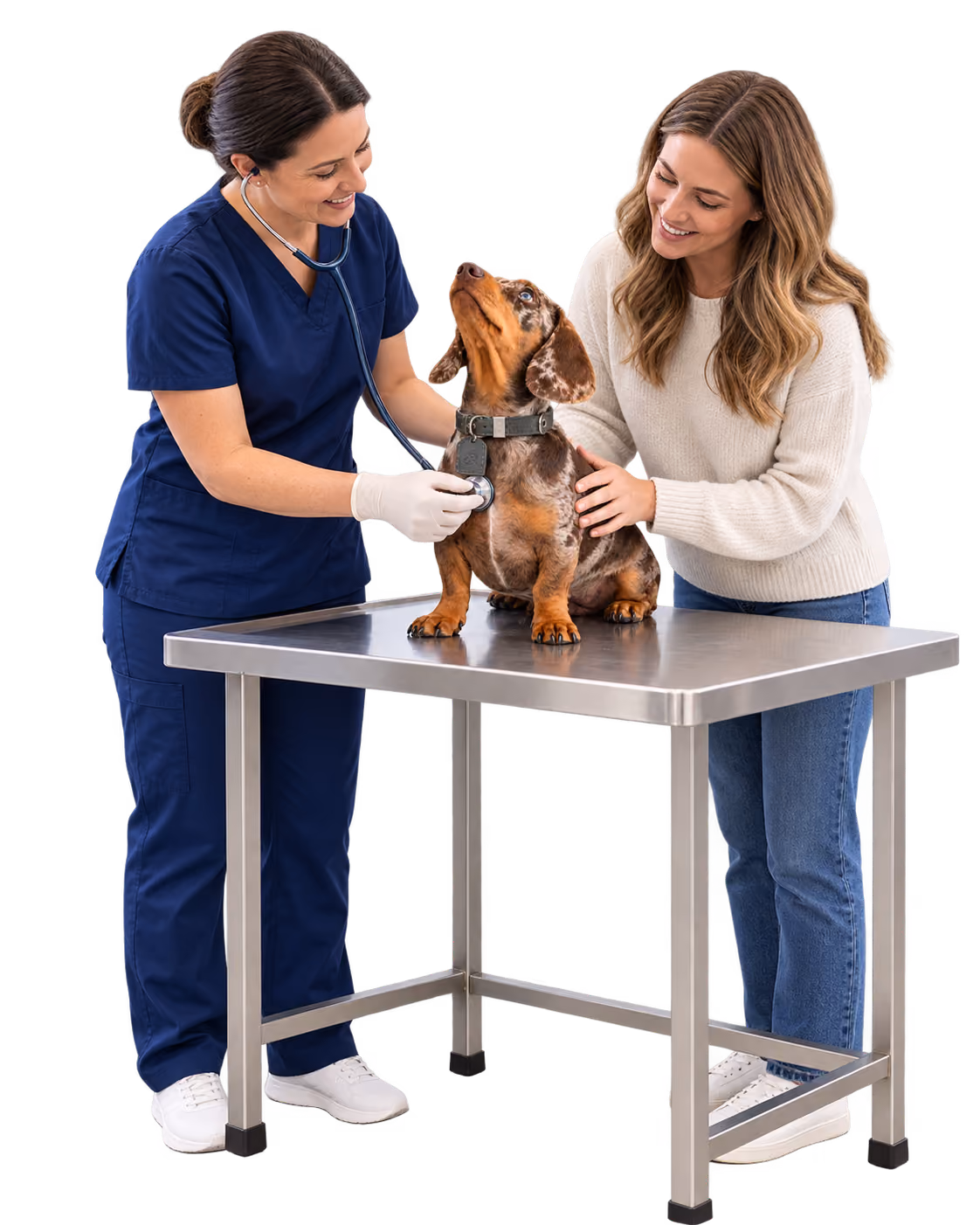 Dachshund at a veterinary checkup