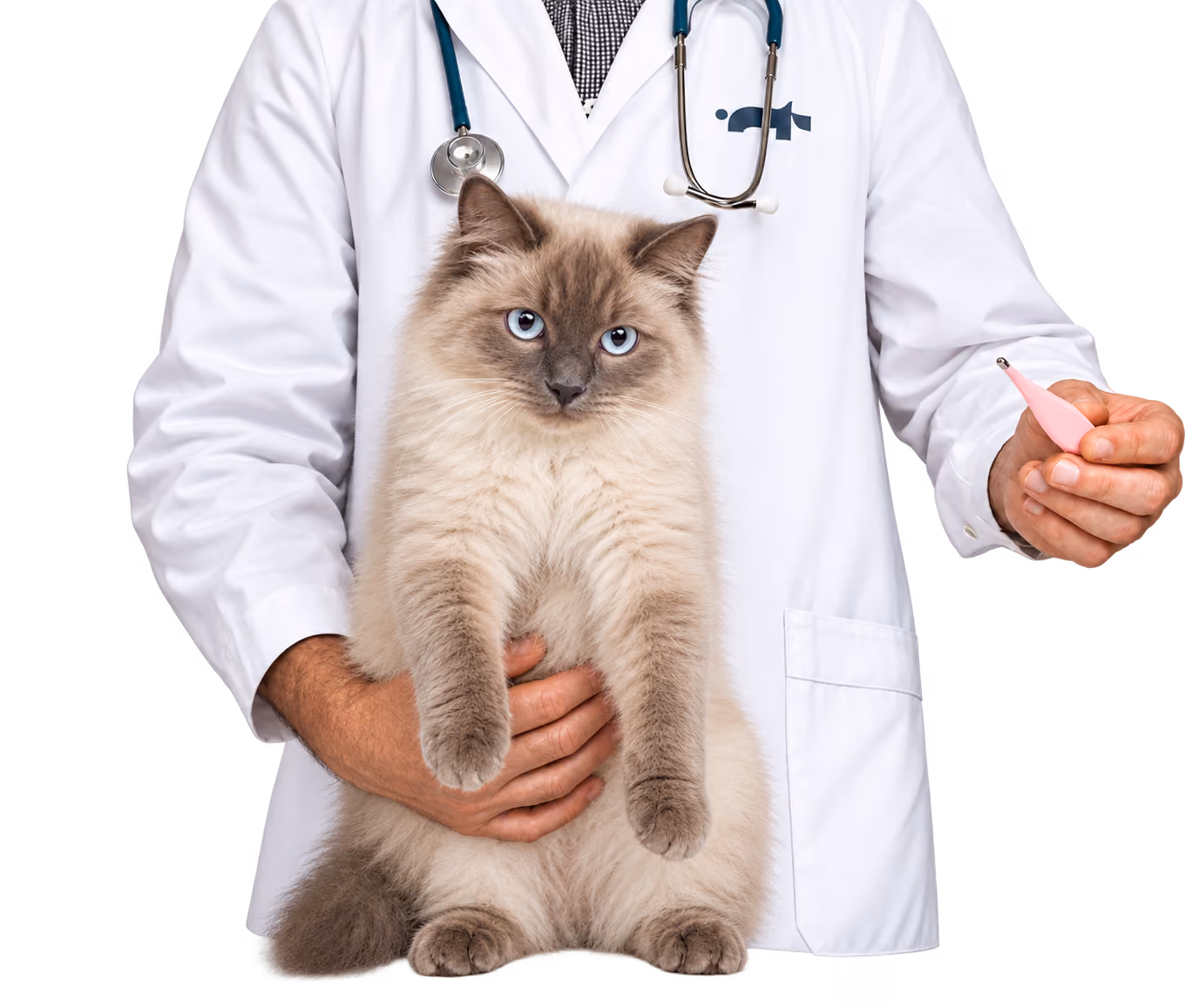 Veterinarian holding a blue-eyed cat