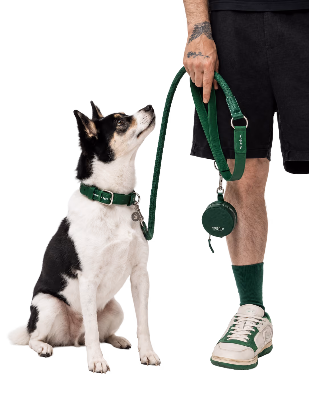 Dog on a green leash